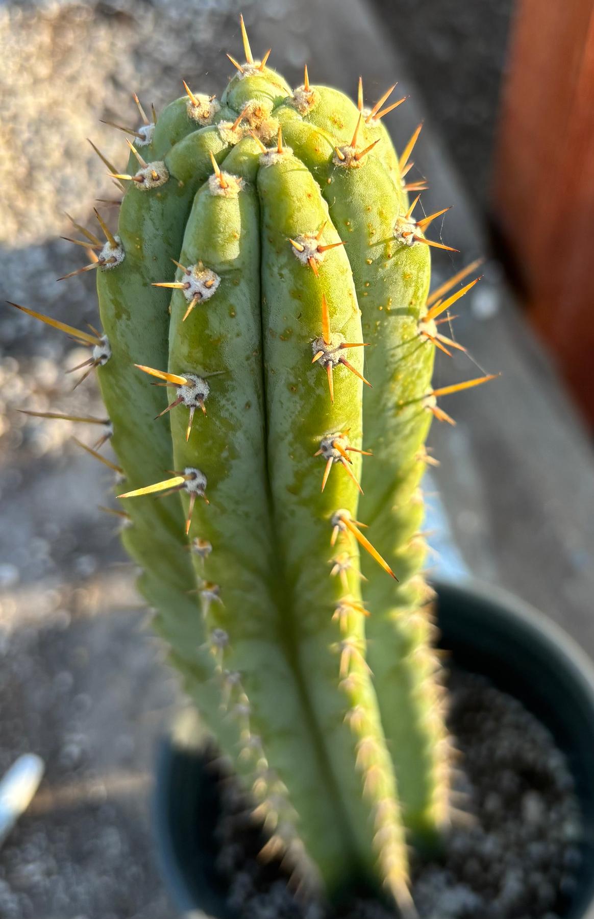 #EC353 EXACT Trichocereus Peru James X Colossus Cactus 14.5”-Cactus - Large - Exact-The Succulent Source