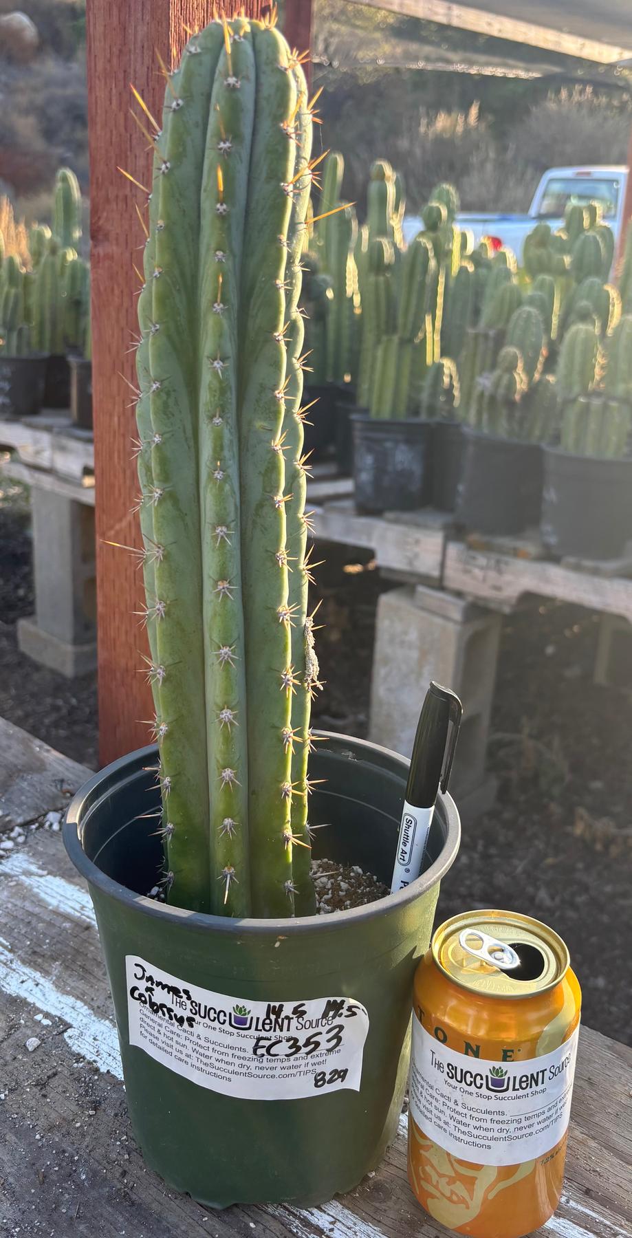 #EC353 EXACT Trichocereus Peru James X Colossus Cactus 14.5”