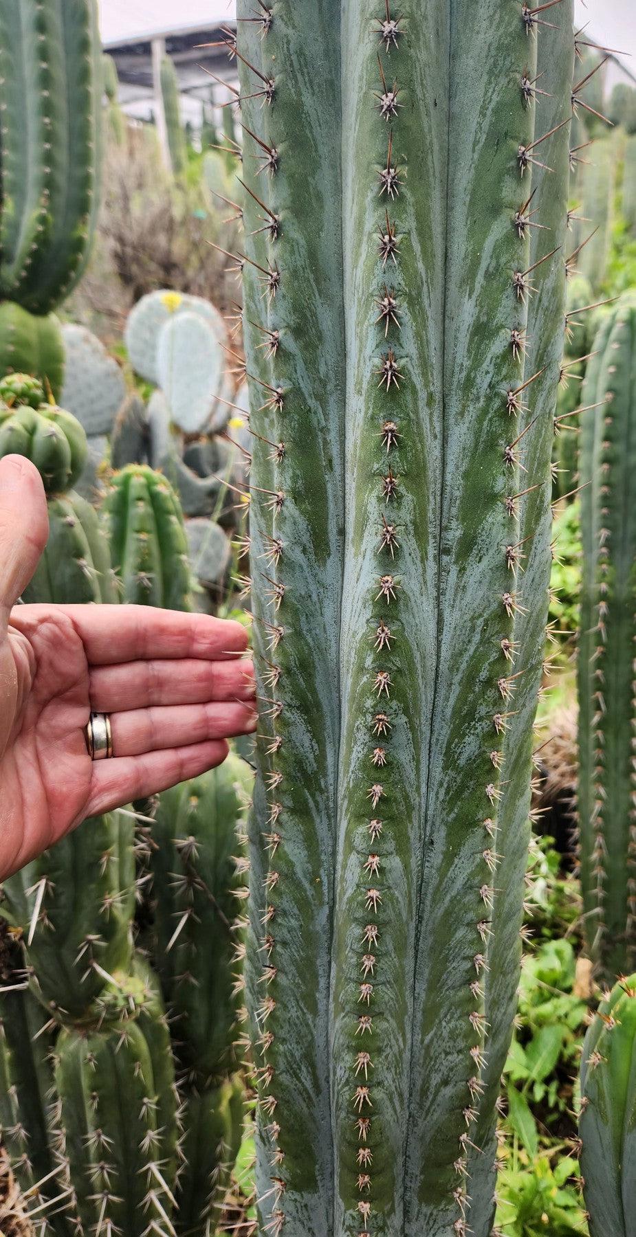 #EC354 EXACT Trichocereus Cactus Cutting 8"-Cactus - Large - Exact-The Succulent Source