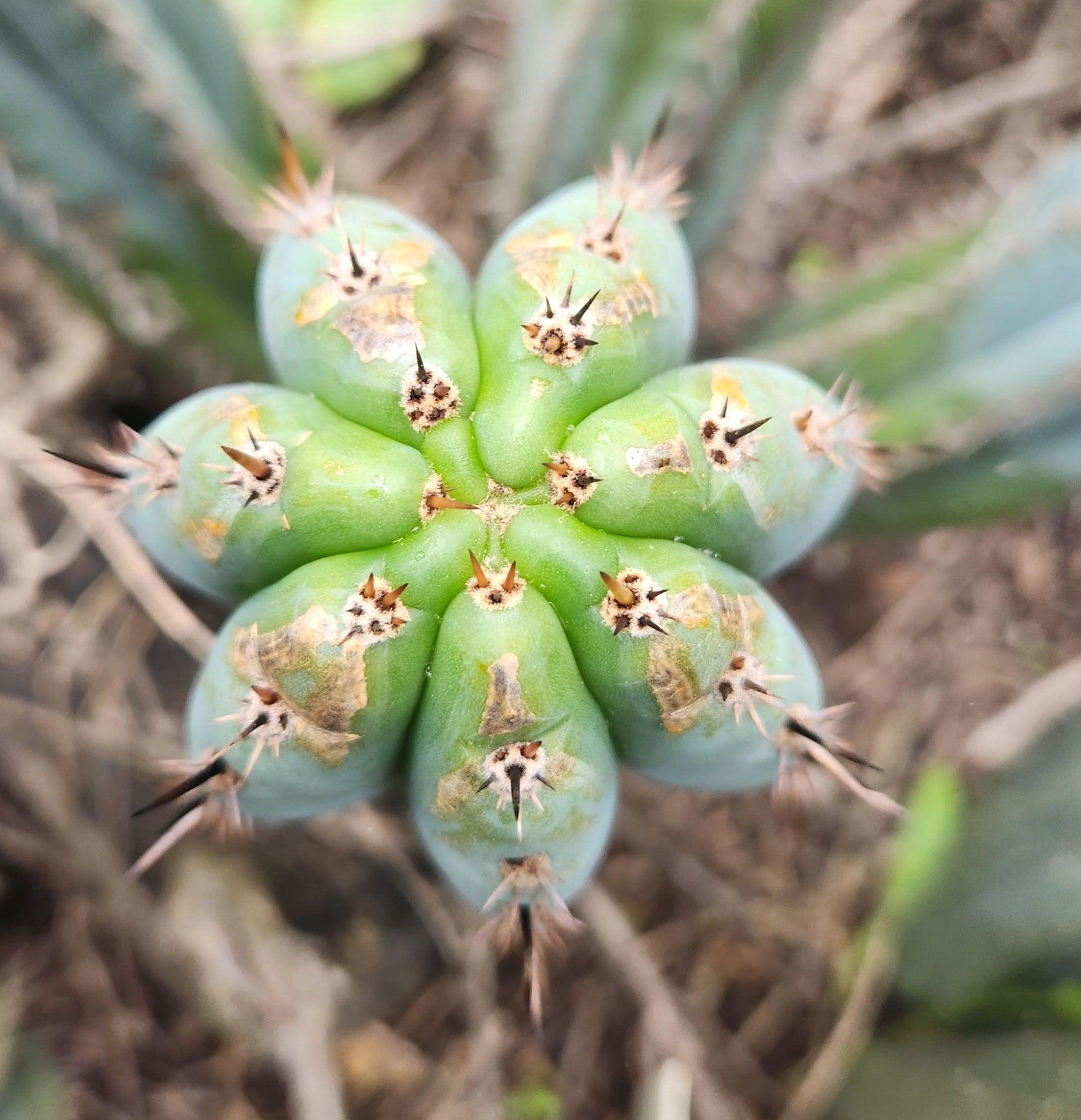 #EC354 EXACT Trichocereus Cactus Cutting 8"-Cactus - Large - Exact-The Succulent Source