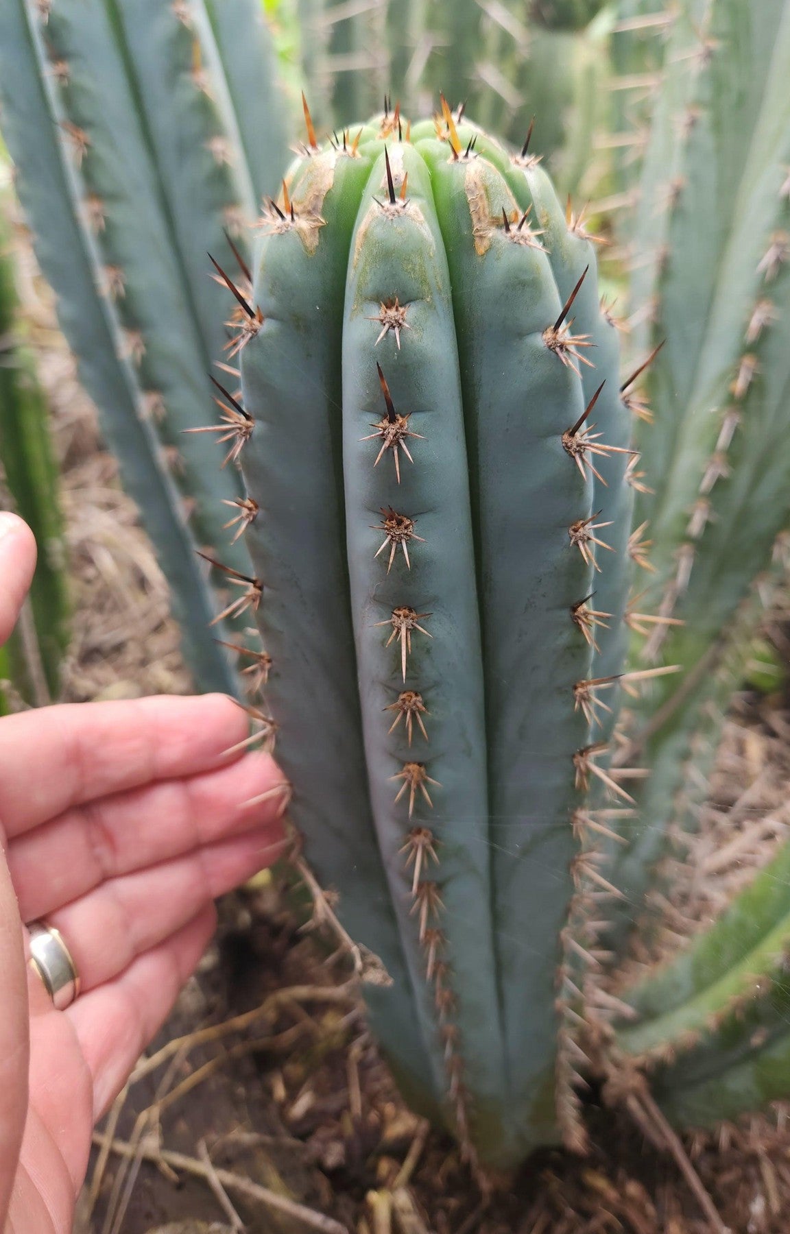 #EC354 EXACT Trichocereus Cactus Cutting 8"-Cactus - Large - Exact-The Succulent Source