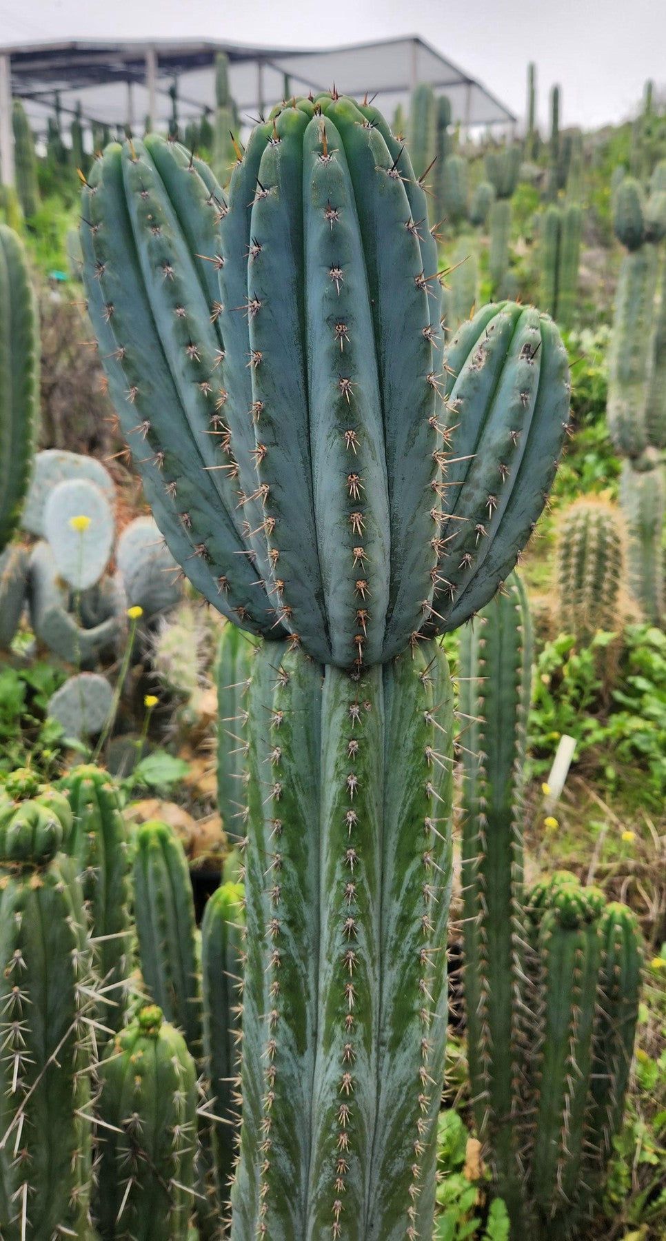 #EC354 EXACT Trichocereus Cactus Cutting 8"-Cactus - Large - Exact-The Succulent Source