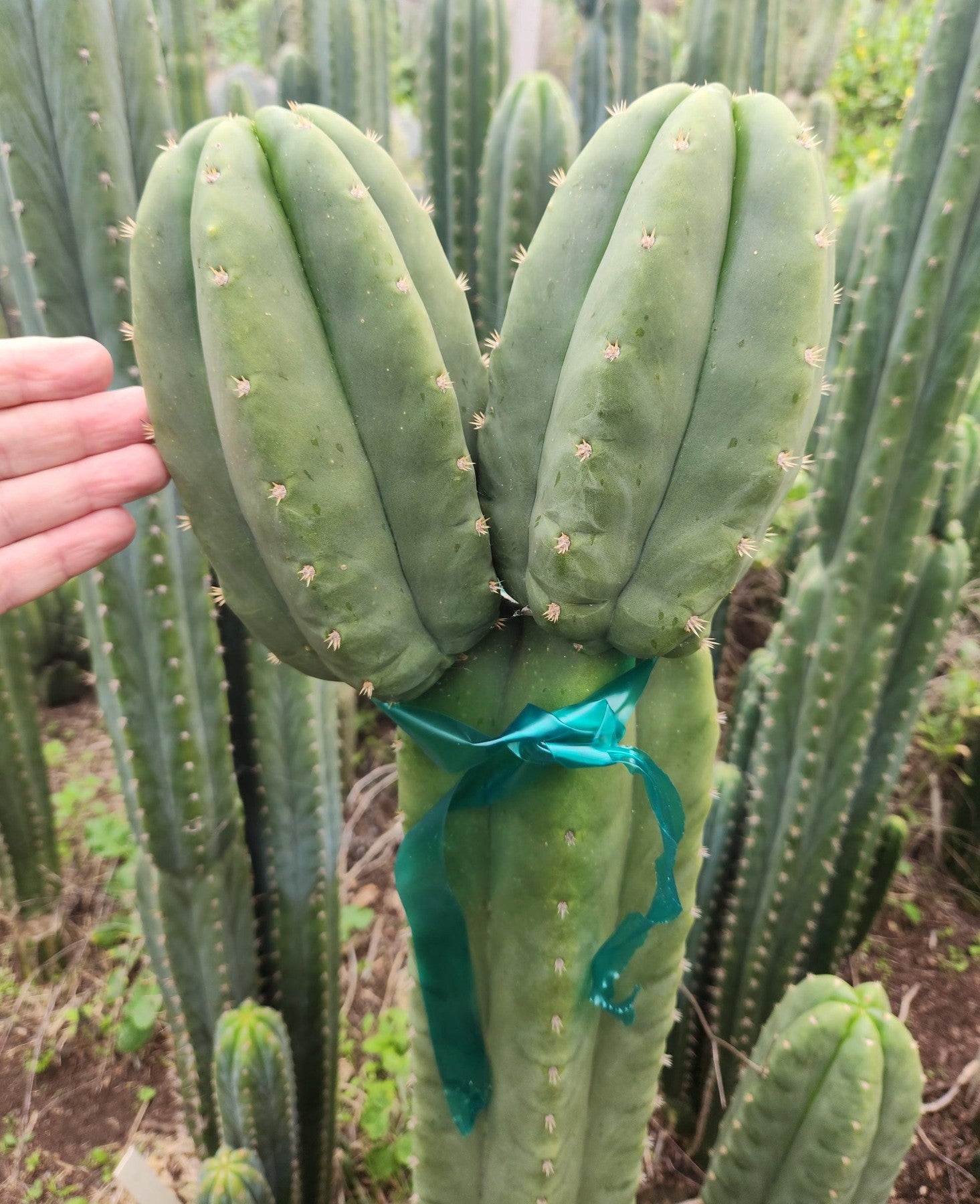 #EC355 EXACT Trichocereus Lost Label Cactus Cutting 8"-Cactus - Large - Exact-The Succulent Source