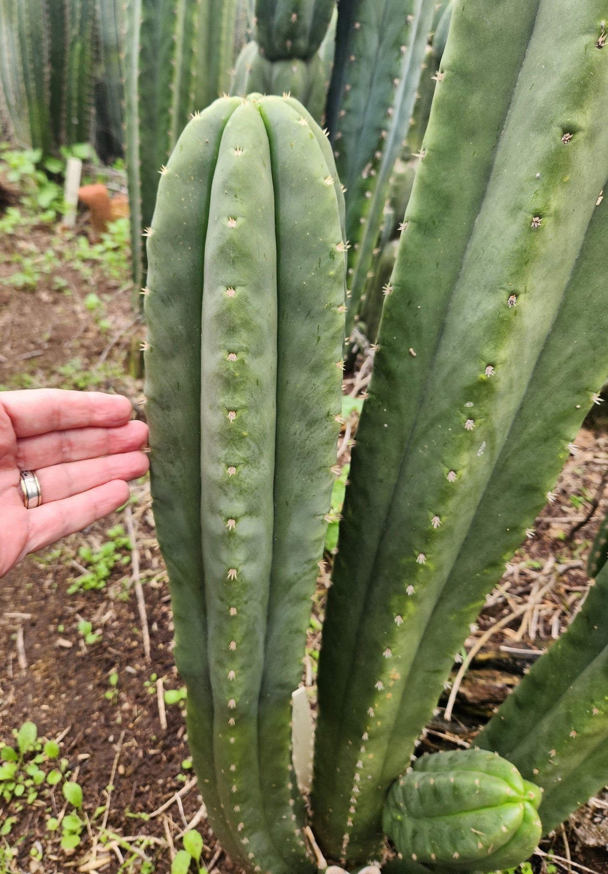 #EC355 EXACT Trichocereus Lost Label Cactus Cutting 8"-Cactus - Large - Exact-The Succulent Source