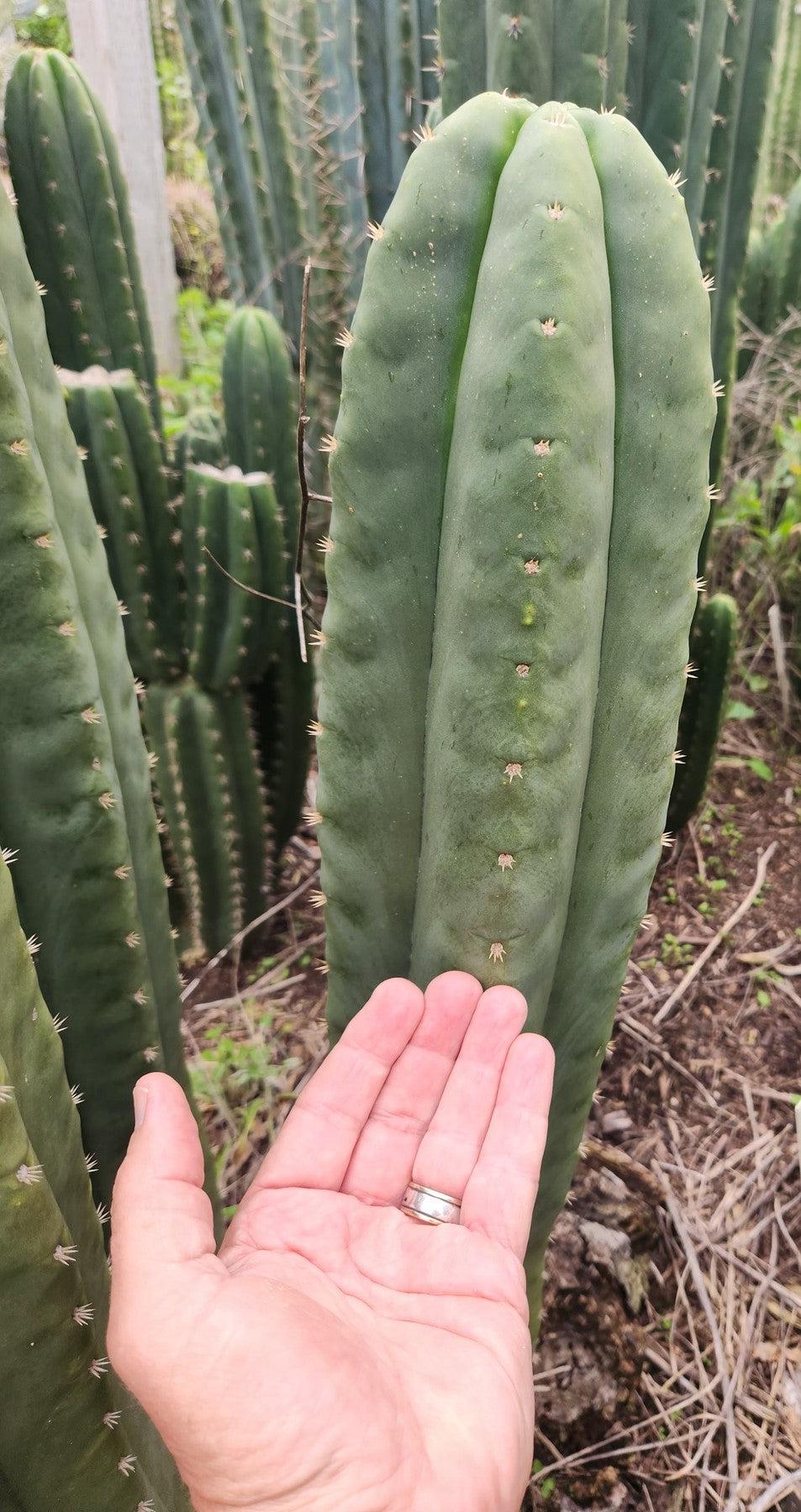 #EC355 EXACT Trichocereus Lost Label Cactus Cutting 8"-Cactus - Large - Exact-The Succulent Source