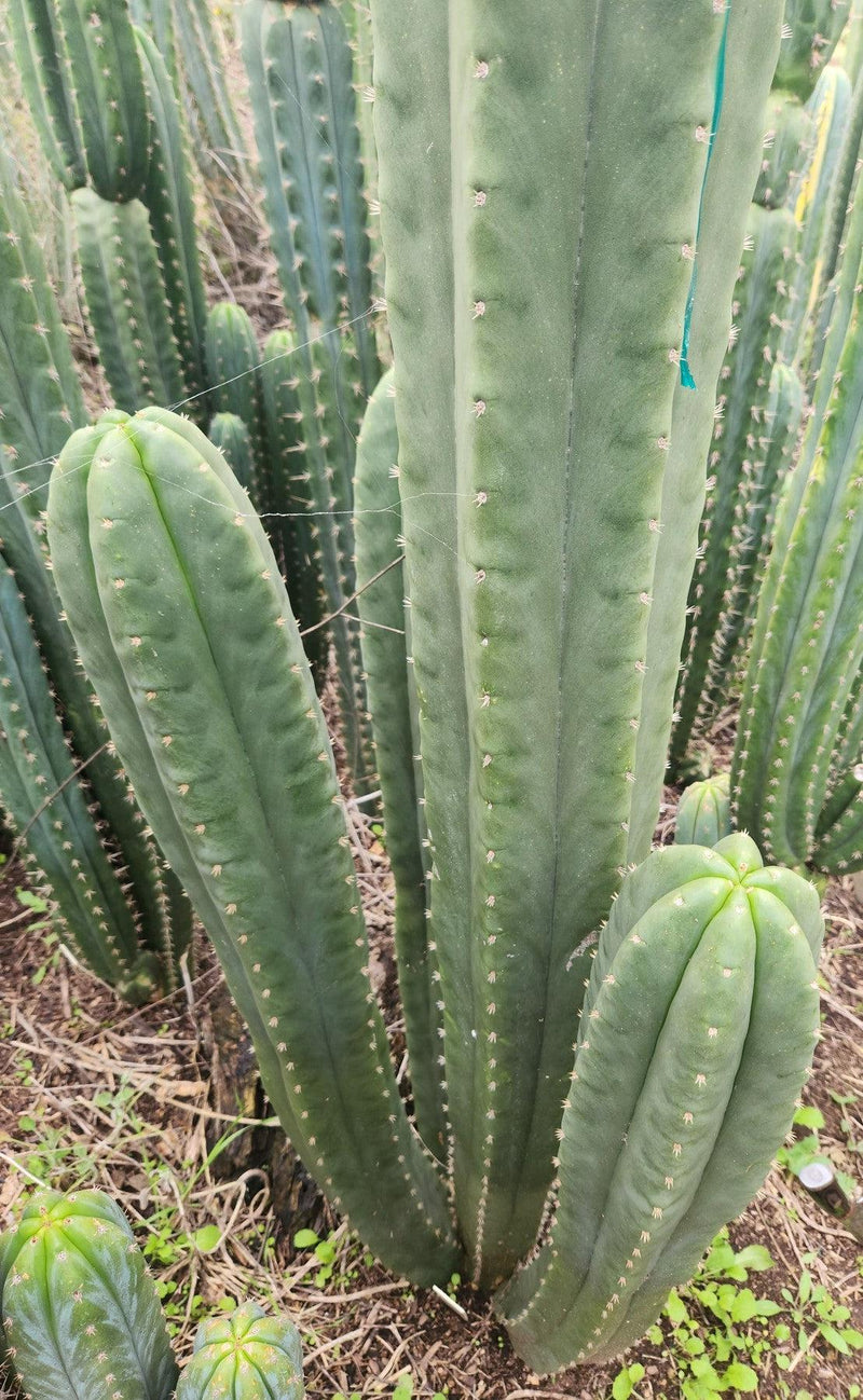 #EC355 EXACT Trichocereus Lost Label Cactus Cutting 8"