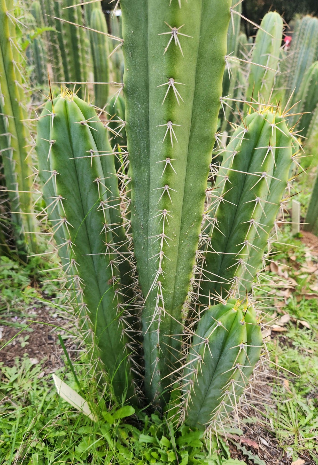 #EC356 EXACT Trichocereus SPINY Cactus Cutting 10"-Cactus - Large - Exact-The Succulent Source
