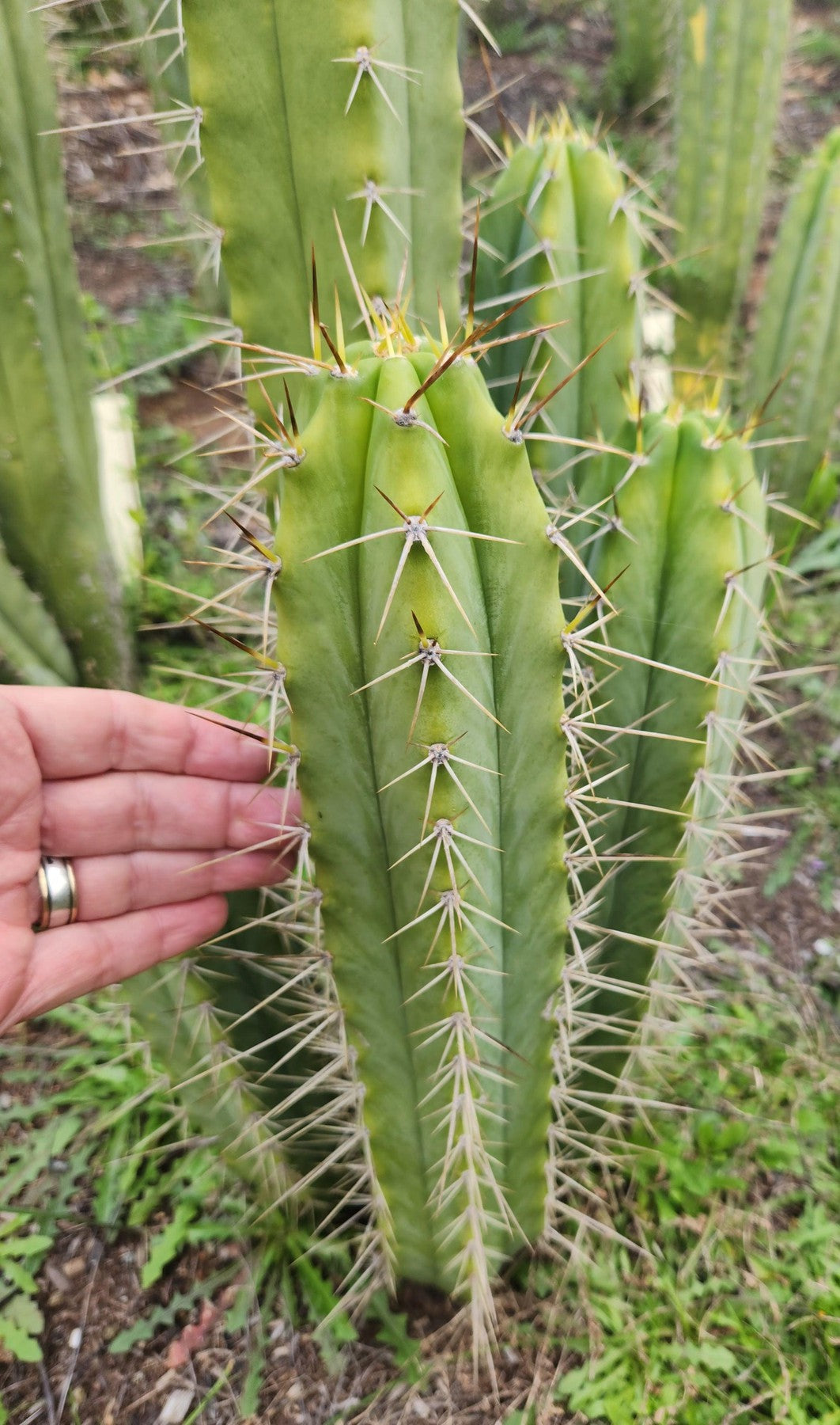 san pedro cactus characteristics #EC356 EXACT Trichocereus SPINY Cactus Cutting 10"