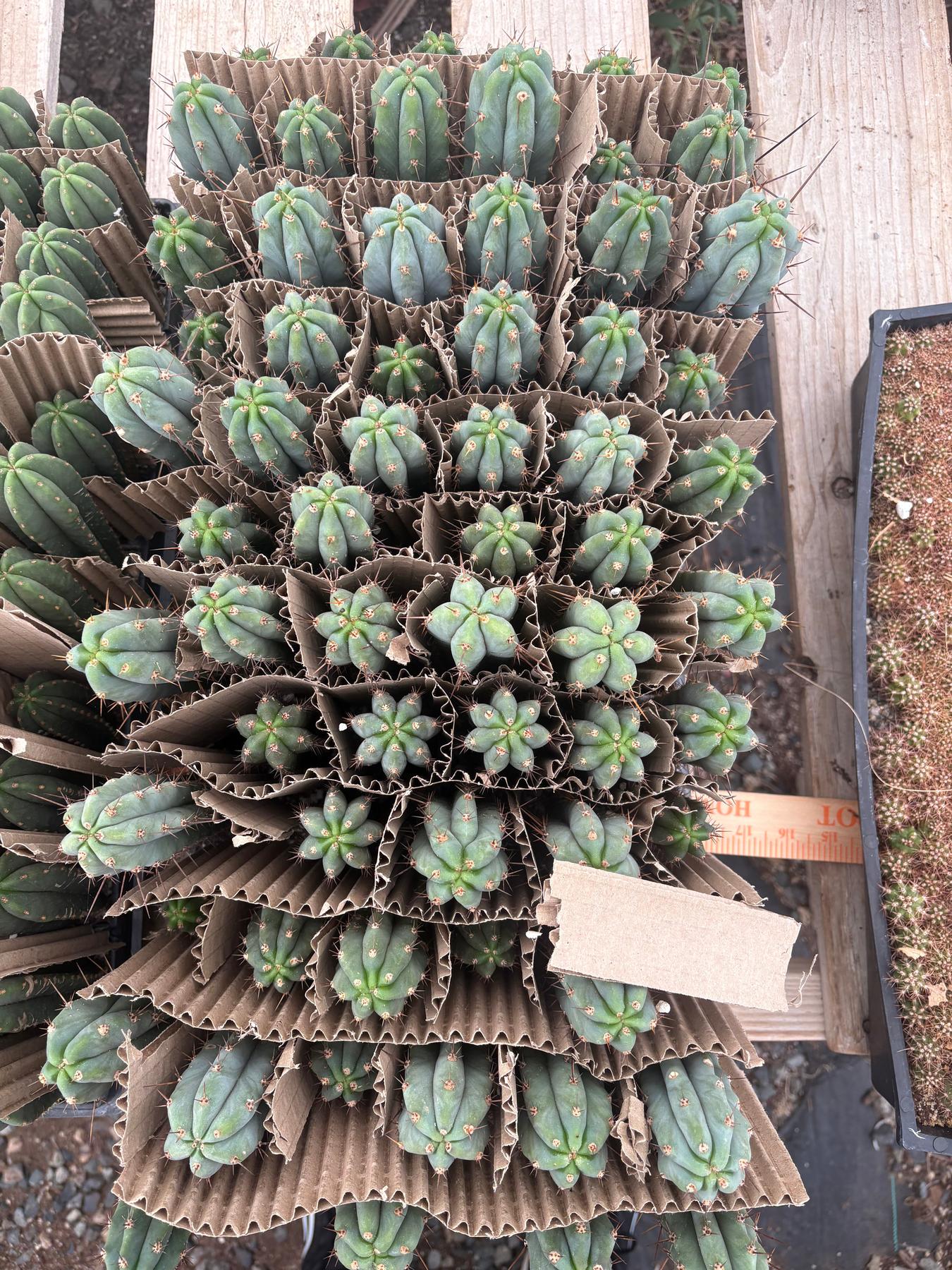 #EC357 Trichocereus Hybrid Bridgesii Melti X Peru Mystic seedling 4-5”-Cactus - Large - Exact-The Succulent Source
