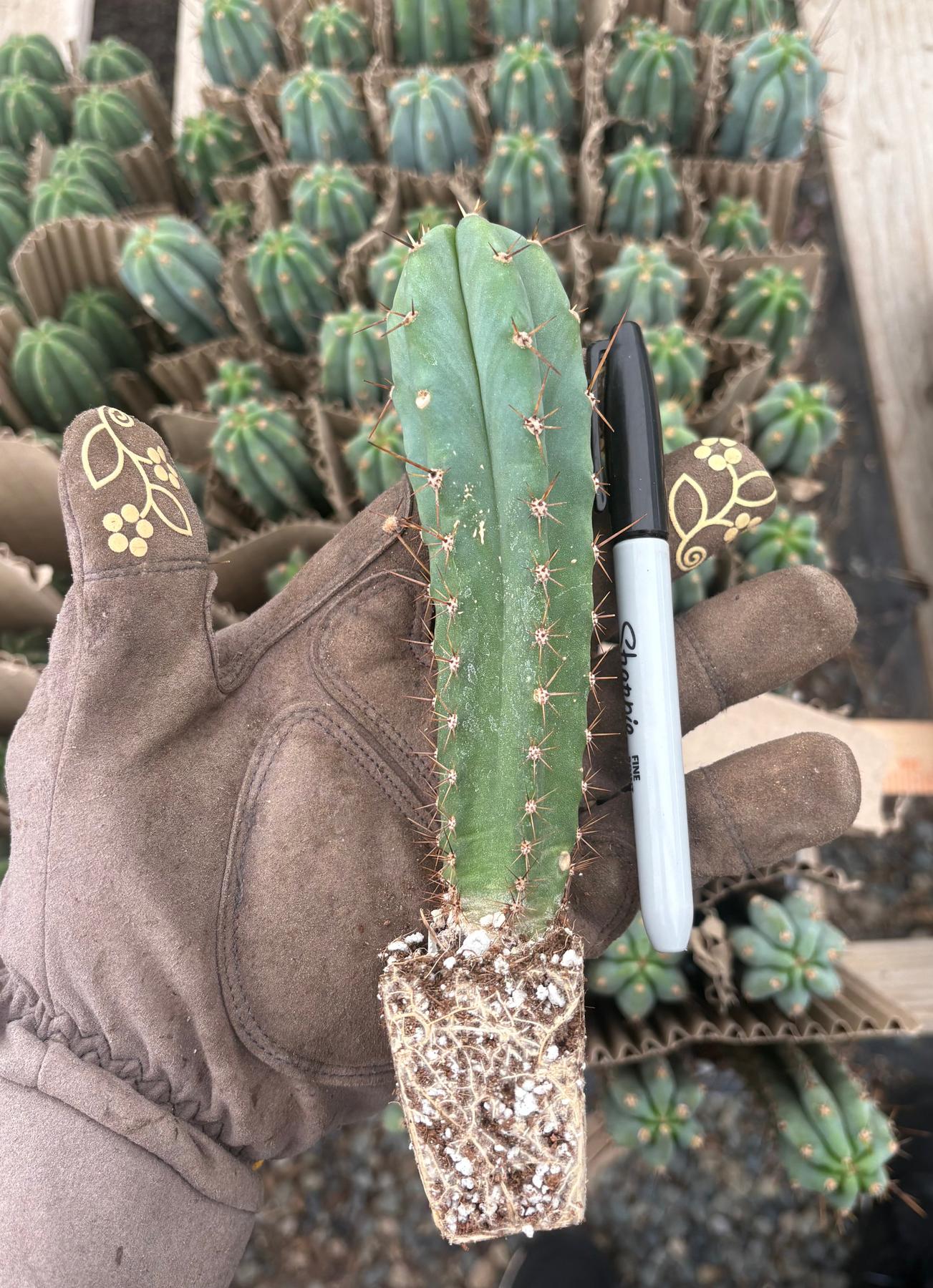 #EC357 Trichocereus Hybrid Bridgesii Melti X Peru Mystic seedling 4-5”-Cactus - Large - Exact-The Succulent Source