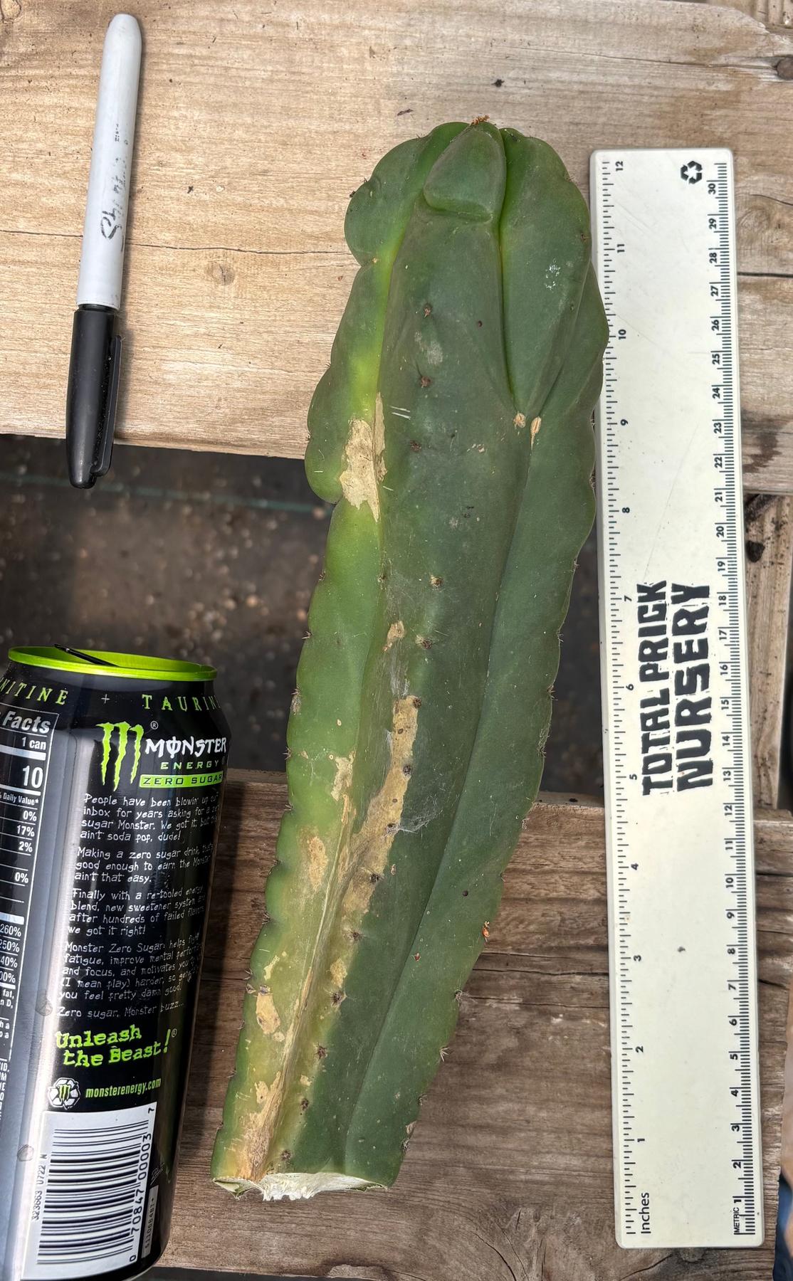 #EC359 EXACT Trichocereus Pachanoi Olivia X Scopulicola “Base”Cactus Cutting 11”-Cactus - Large - Exact-The Succulent Source