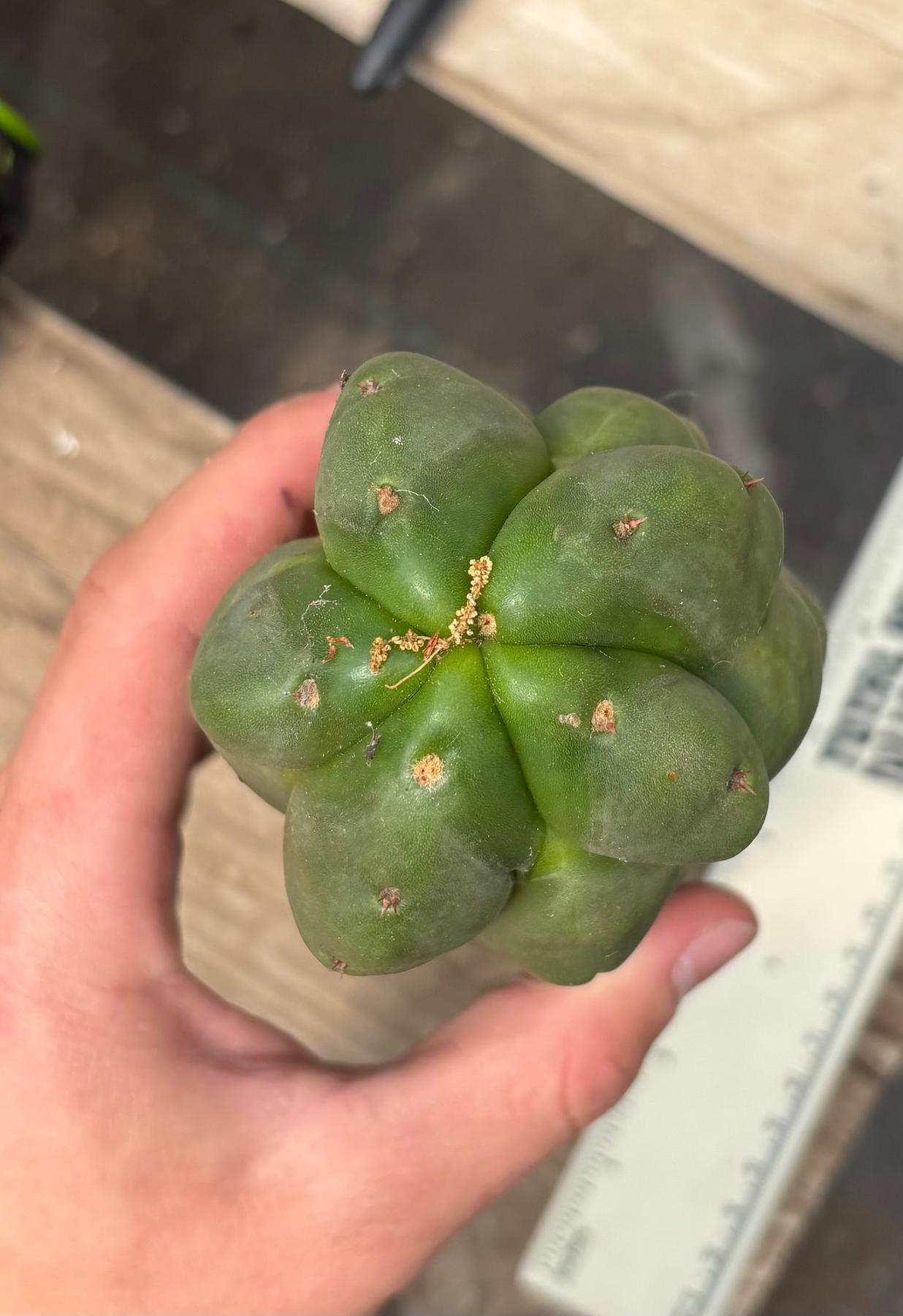 #EC359 EXACT Trichocereus Pachanoi Olivia X Scopulicola “Base”Cactus Cutting 11”-Cactus - Large - Exact-The Succulent Source