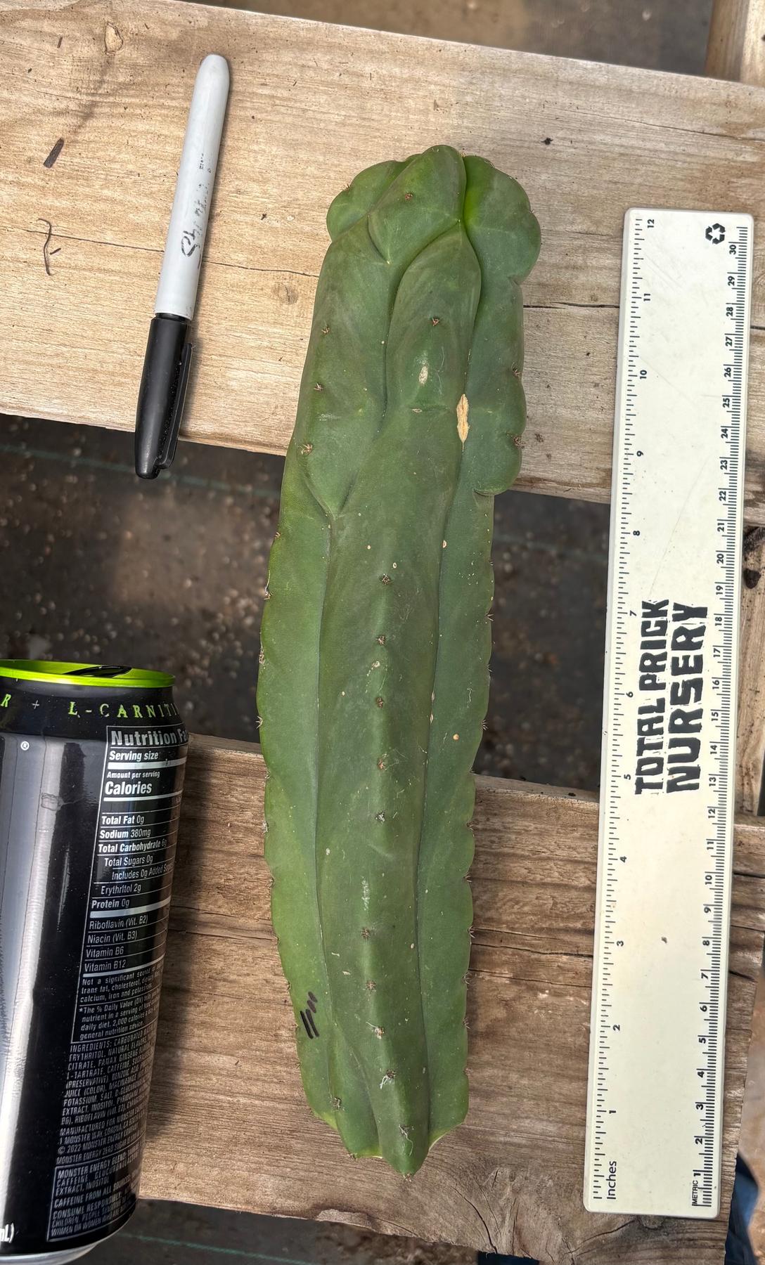 #EC359 EXACT Trichocereus Pachanoi Olivia X Scopulicola “Base”Cactus Cutting 11”-Cactus - Large - Exact-The Succulent Source