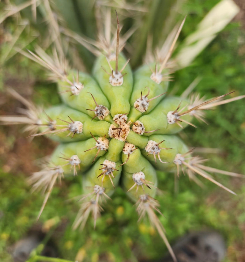 #EC359 EXACT Trichocereus Peruvianus "Jack Straw" Cactus Cutting 8"