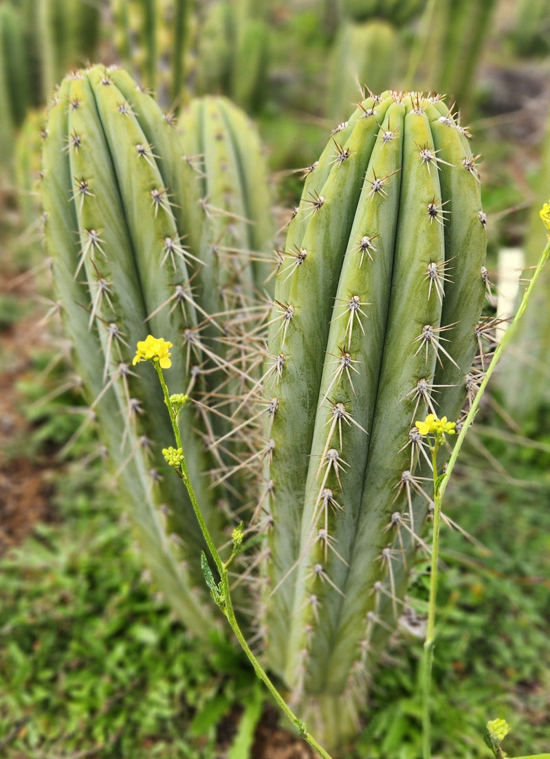#EC359 EXACT Trichocereus Peruvianus "Jack Straw" Cactus Cutting 8"