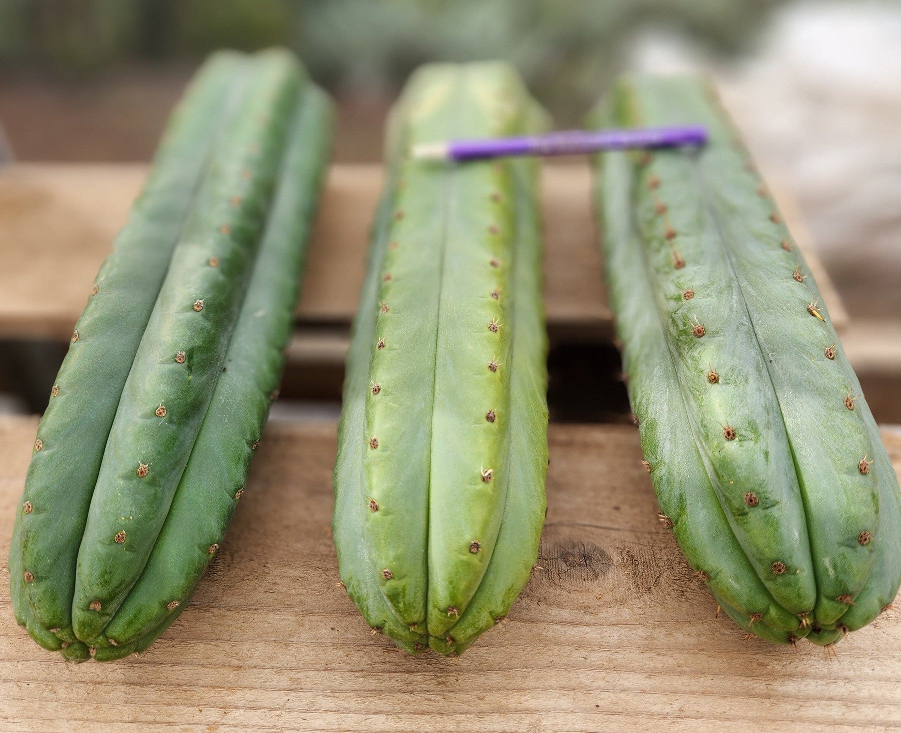 #EC36 EXACT Trichocereus Pachanoi Peruvianus NOID cactus cuttings-Cactus - Large - Exact-The Succulent Source