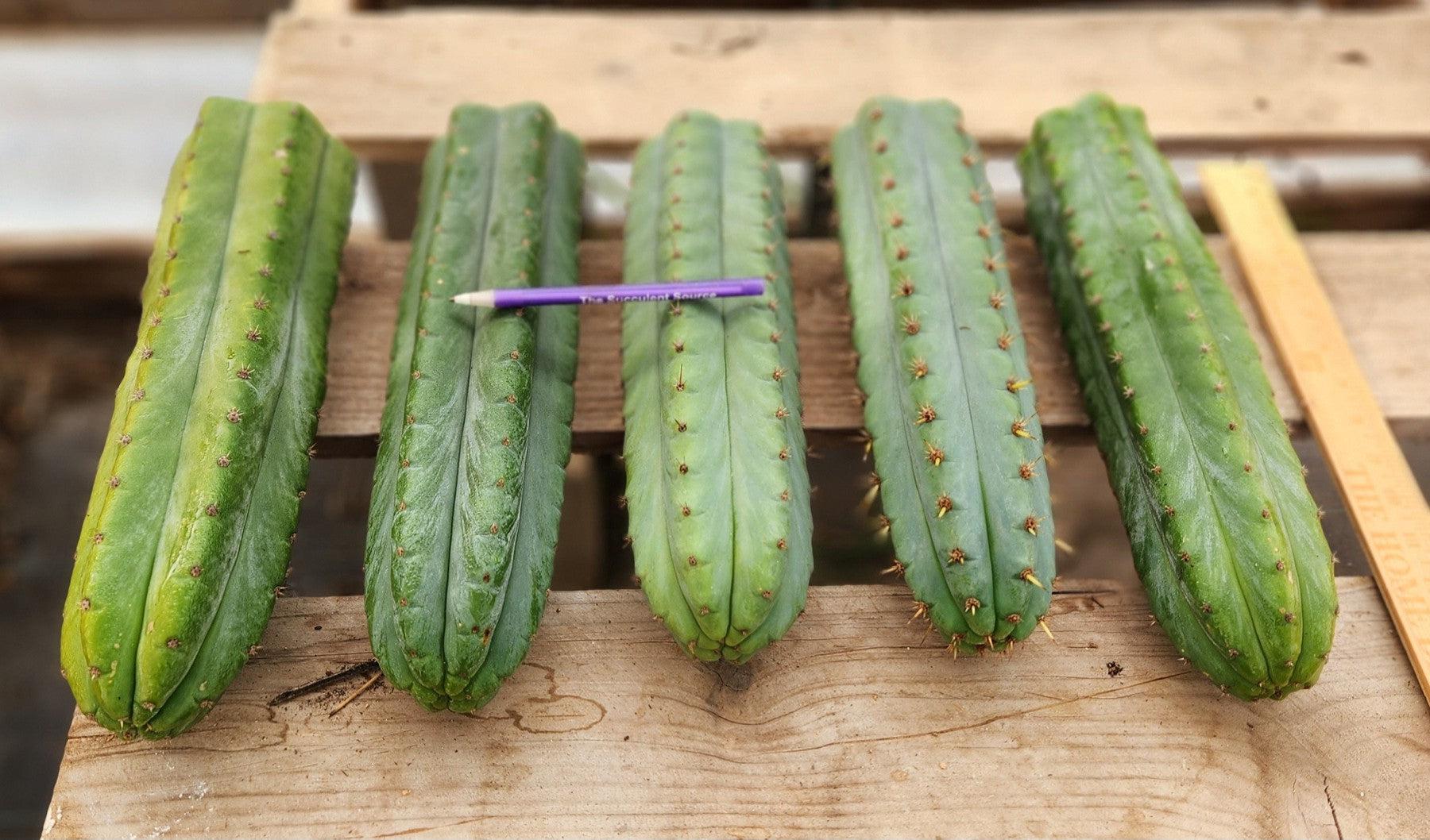 #EC36 EXACT Trichocereus Pachanoi Peruvianus NOID cactus cuttings-Cactus - Large - Exact-The Succulent Source