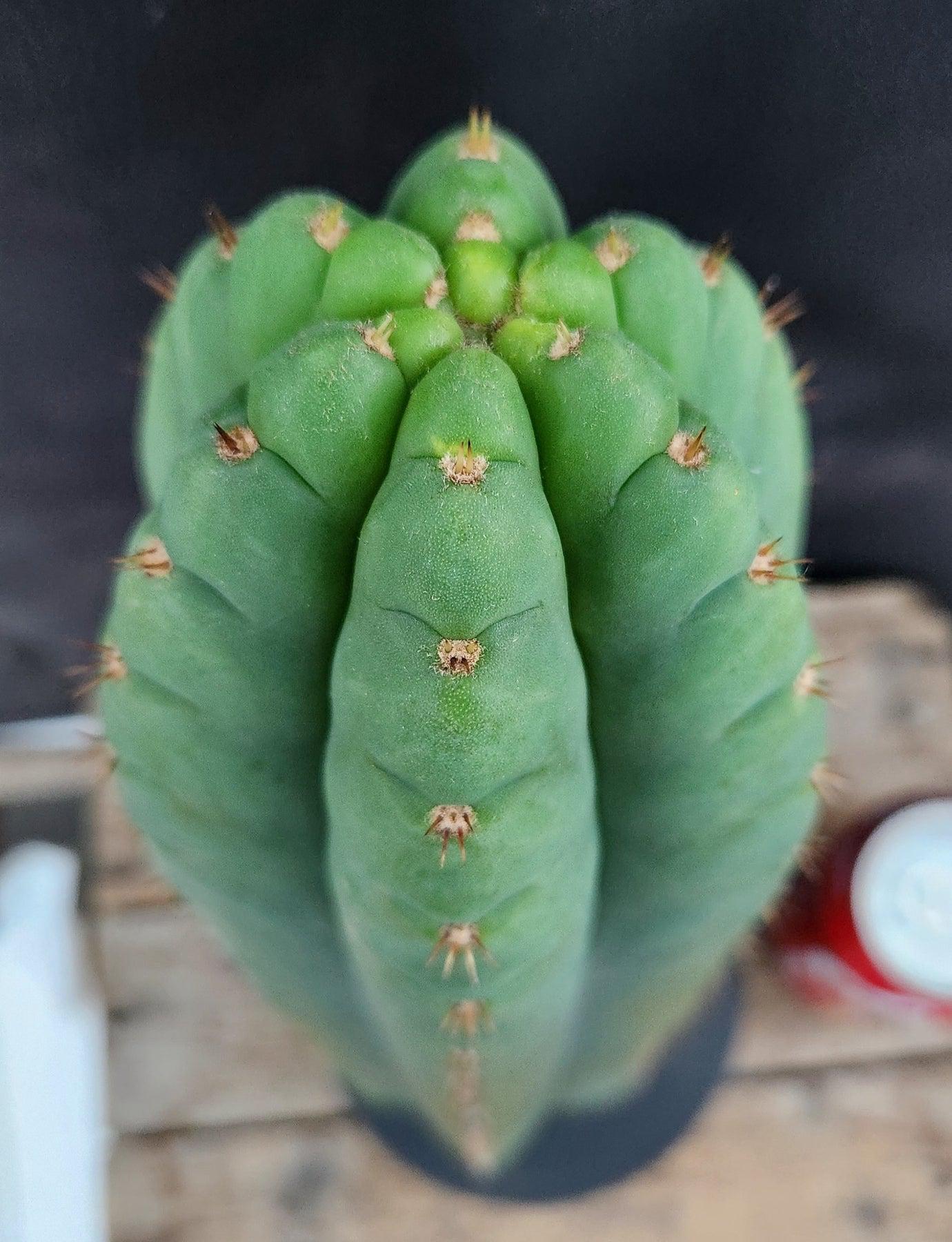 #EC36 EXACT Trichocereus Pachanoi Peruvianus NOID cactus cuttings-Cactus - Large - Exact-The Succulent Source