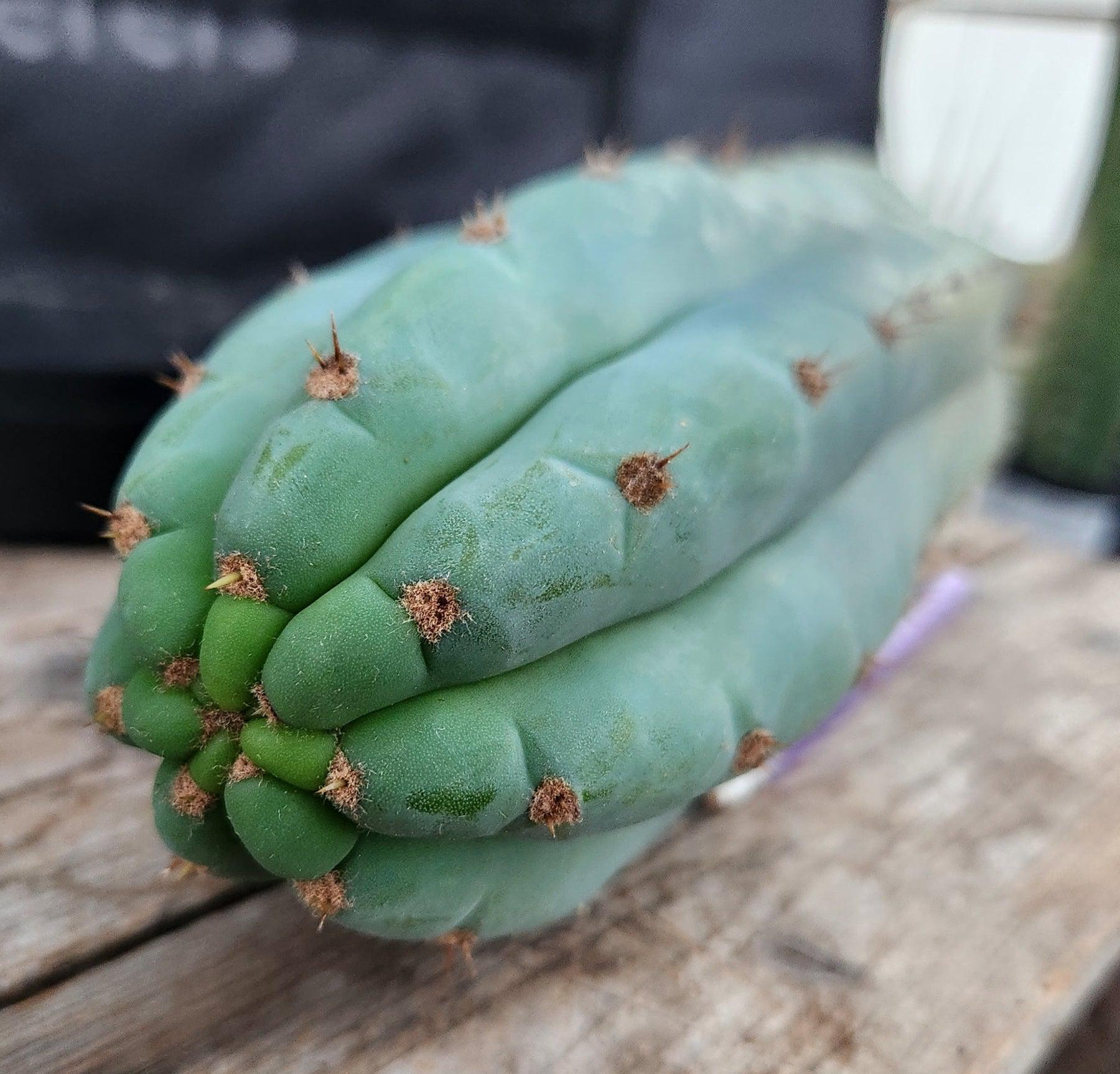 #EC36 EXACT Trichocereus Pachanoi Peruvianus NOID cactus cuttings-Cactus - Large - Exact-The Succulent Source