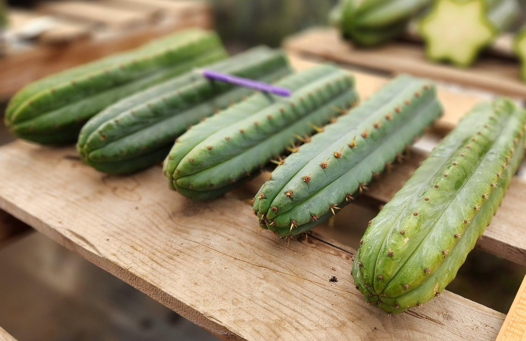 #EC36 EXACT Trichocereus Pachanoi Peruvianus NOID cactus cuttings-Cactus - Large - Exact-The Succulent Source