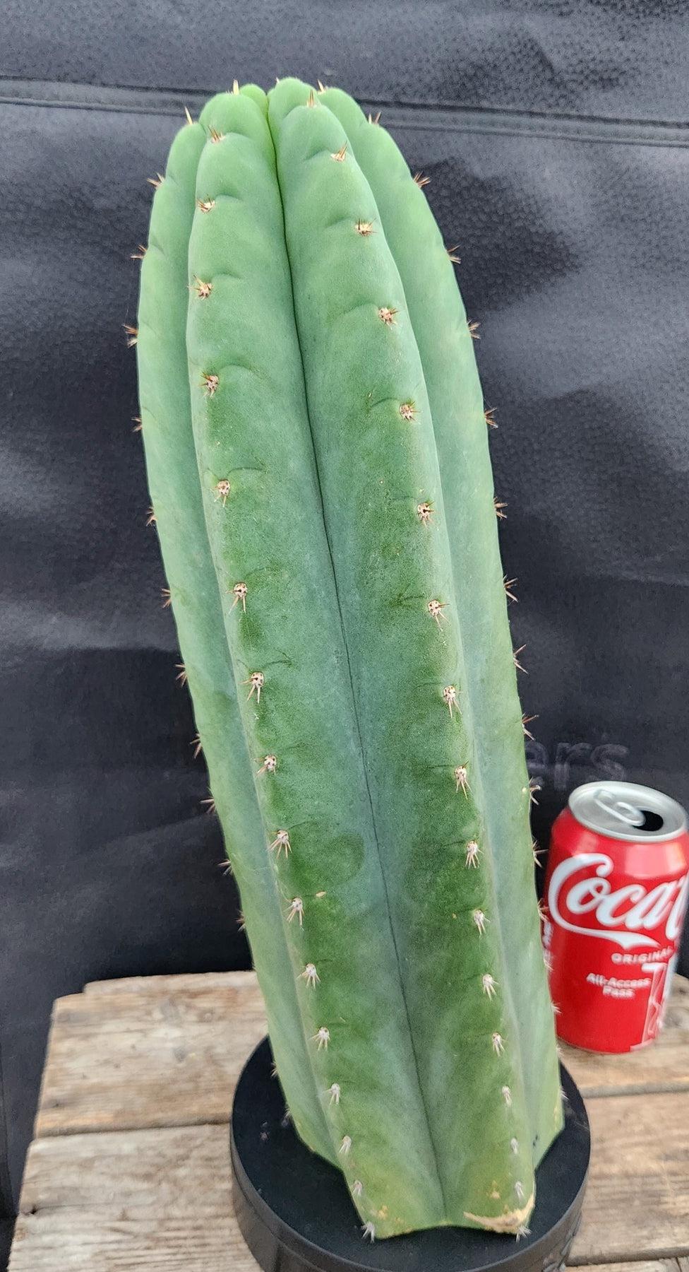 #EC36 EXACT Trichocereus Pachanoi Peruvianus NOID cactus cuttings-Cactus - Large - Exact-The Succulent Source