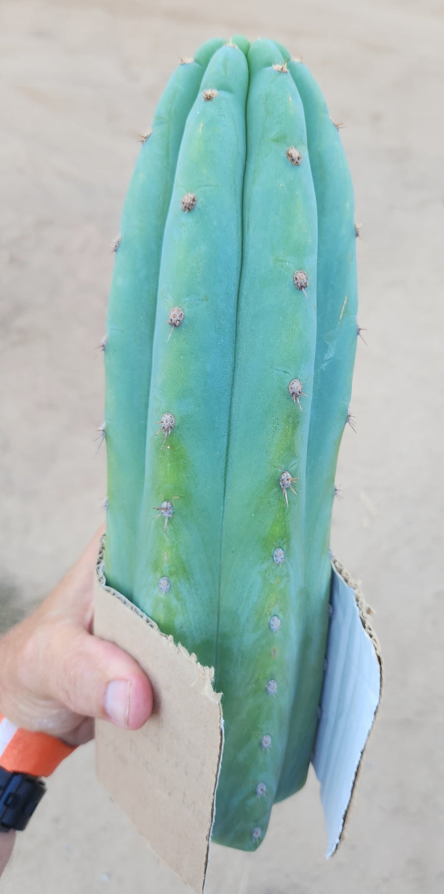 #EC36 EXACT Trichocereus Pachanoi Peruvianus NOID cactus cuttings-Cactus - Large - Exact-The Succulent Source