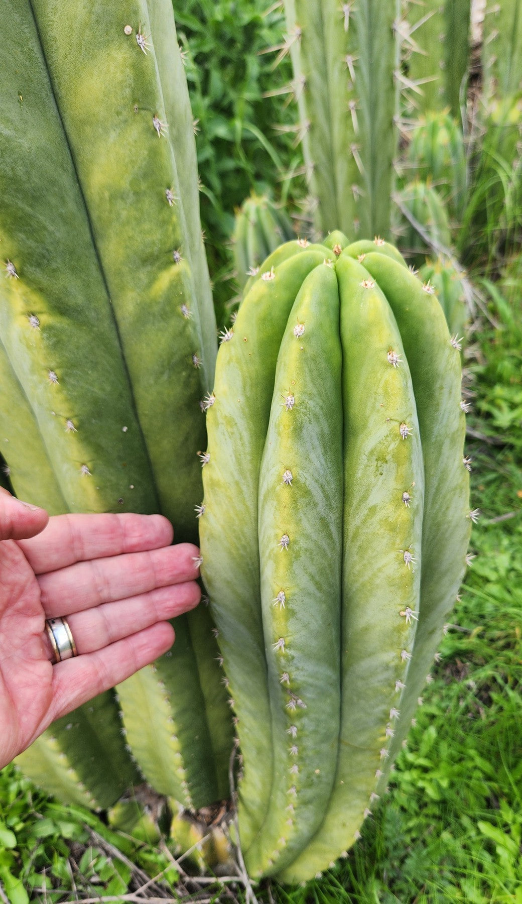 #EC360 EXACT Trichocereus Lost Label Cactus Cutting 8"-Cactus - Large - Exact-The Succulent Source