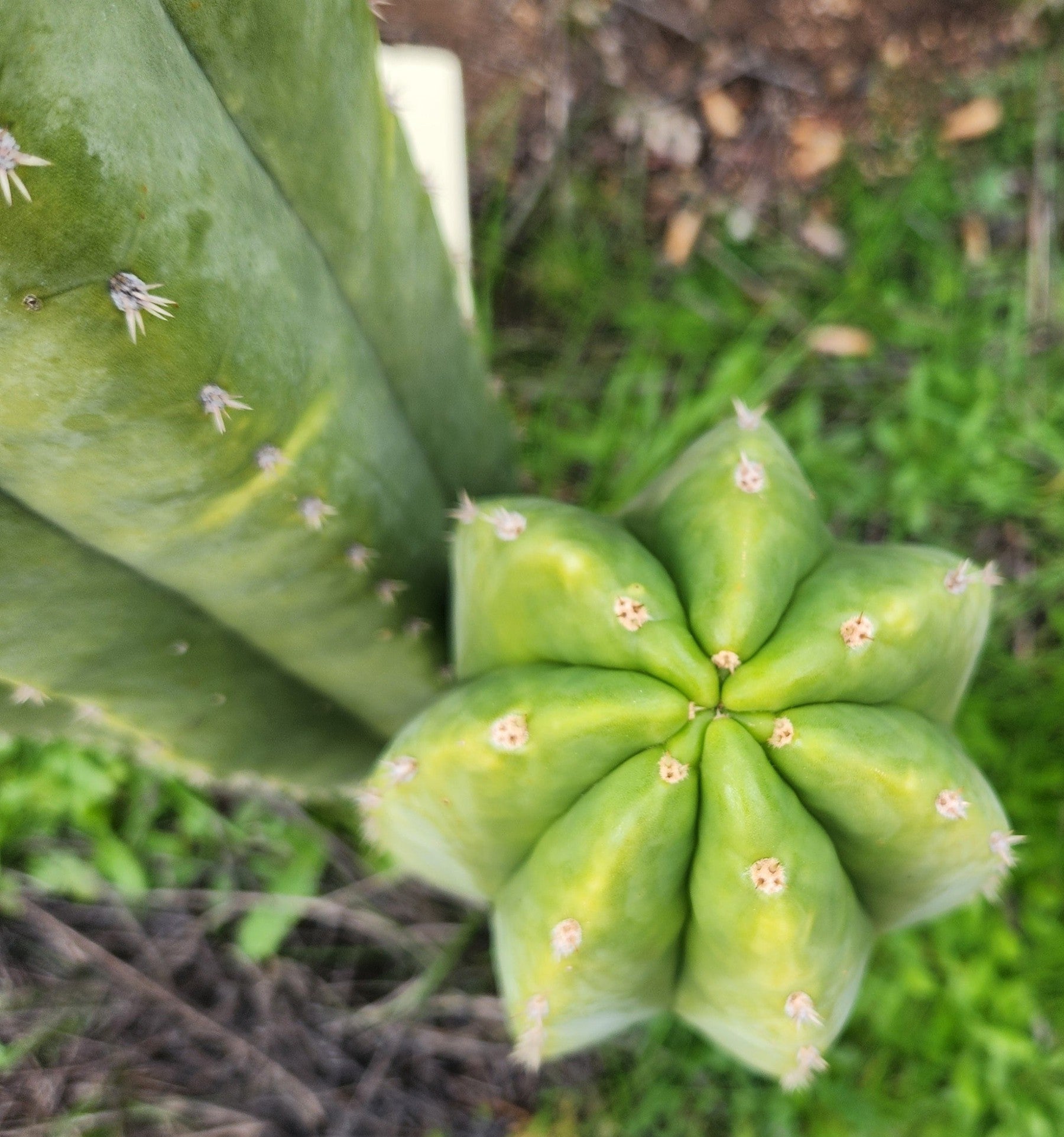 #EC360 EXACT Trichocereus Lost Label Cactus Cutting 8"-Cactus - Large - Exact-The Succulent Source