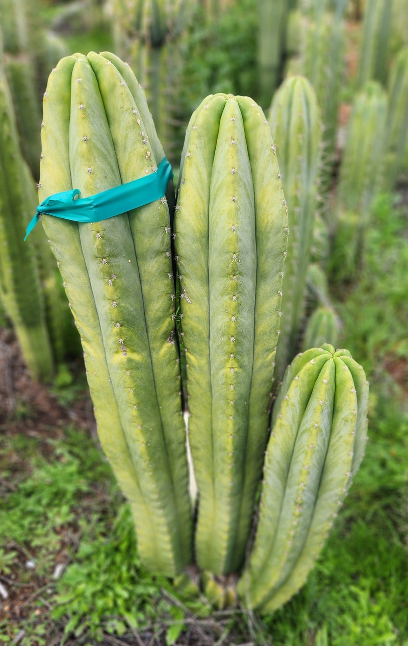 #EC360 EXACT Trichocereus Lost Label Cactus Cutting 8"