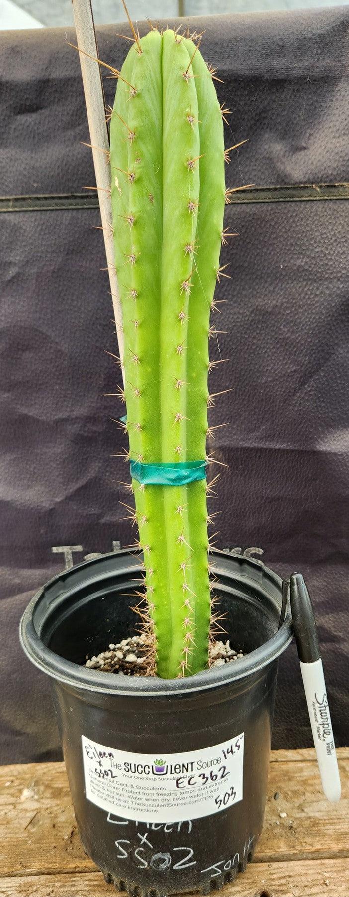 #EC362 EXACT Trichocereus hybrid Bridgesii Eileen X SS02 Cactus 14.5"-Cactus - Large - Exact-The Succulent Source