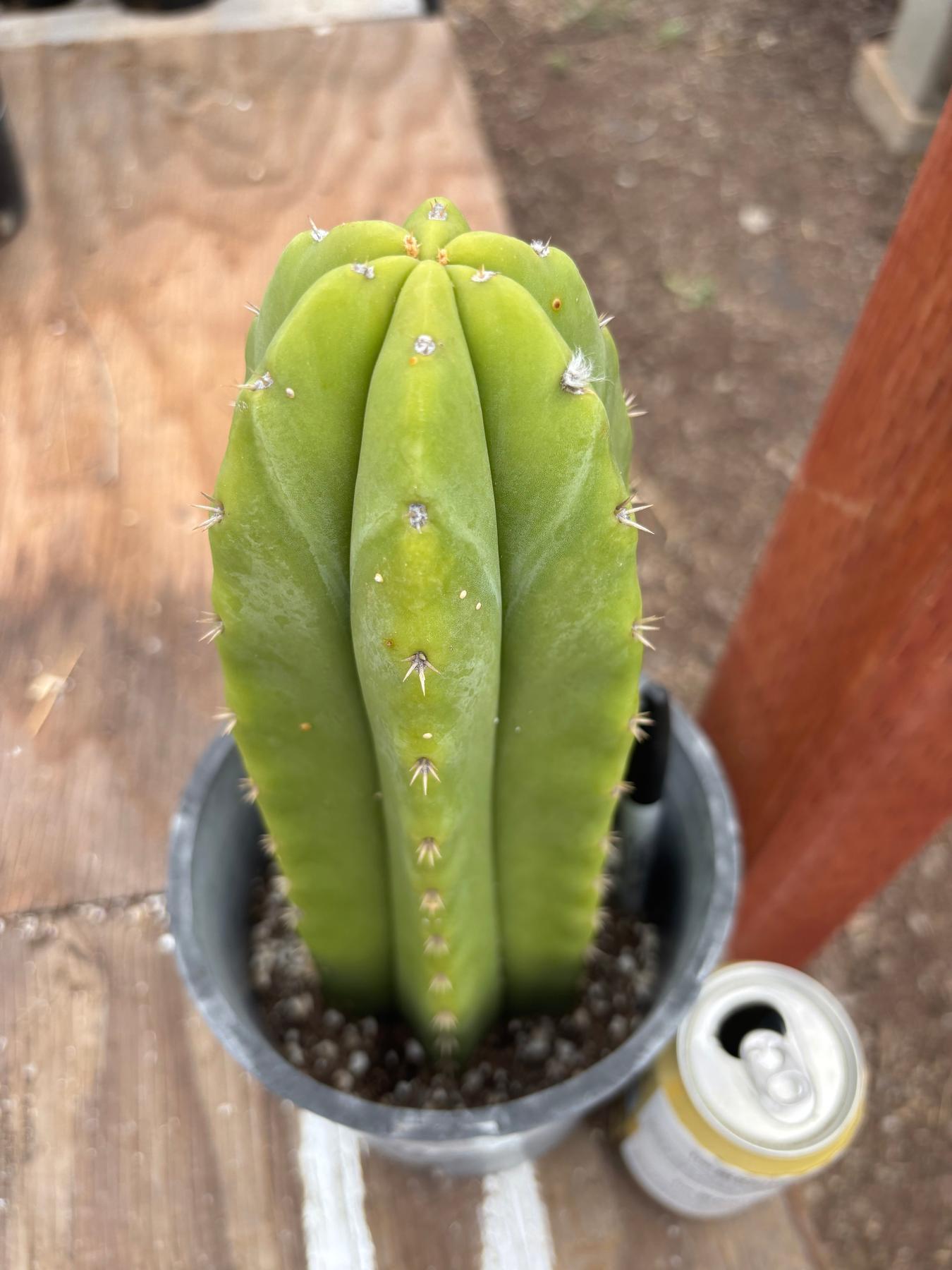#EC362 EXACT Trichocereus hybrid Pachanoi Jessica X Scop Cactus 11”-Cactus - Large - Exact-The Succulent Source