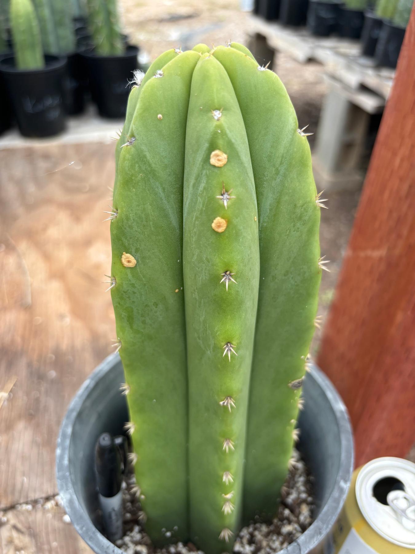 #EC362 EXACT Trichocereus hybrid Pachanoi Jessica X Scop Cactus 11”-Cactus - Large - Exact-The Succulent Source