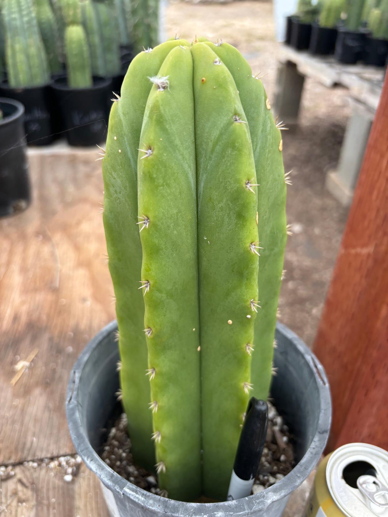 #EC362 EXACT Trichocereus hybrid Pachanoi Jessica X Scop Cactus 11”-Cactus - Large - Exact-The Succulent Source
