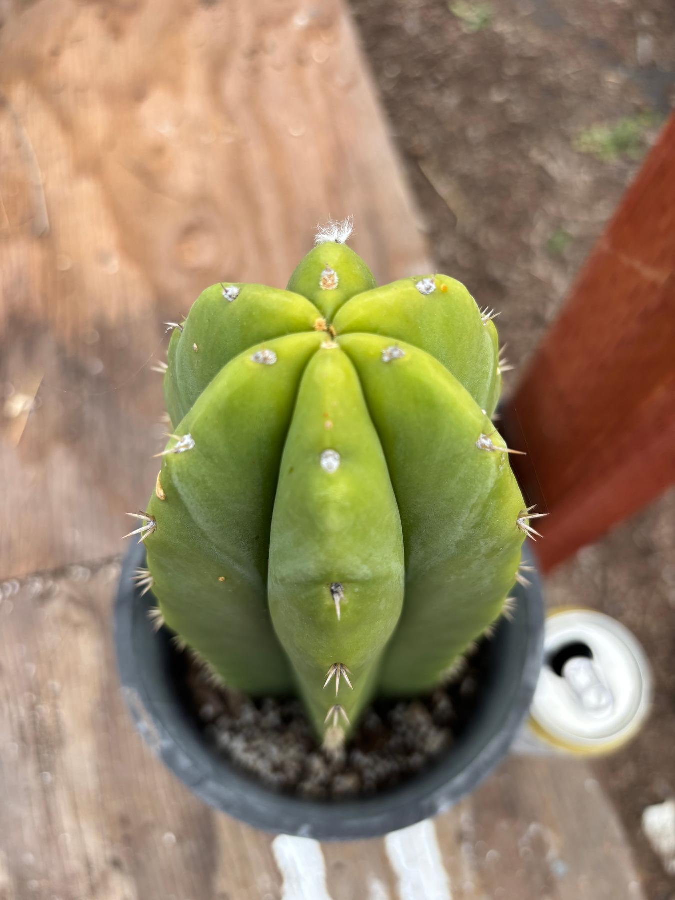 #EC362 EXACT Trichocereus hybrid Pachanoi Jessica X Scop Cactus 11”-Cactus - Large - Exact-The Succulent Source