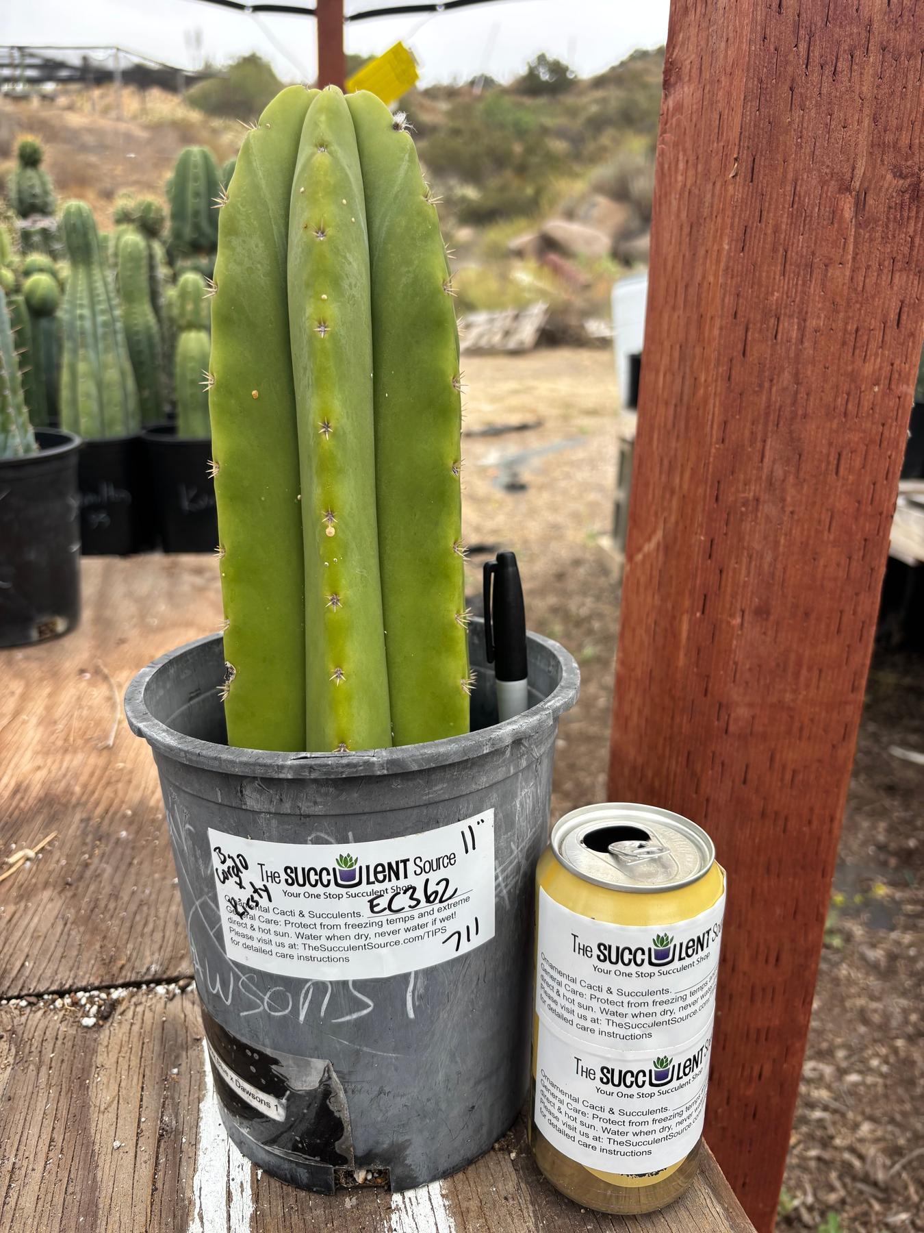 #EC362 EXACT Trichocereus hybrid Pachanoi Jessica X Scop Cactus 11”-Cactus - Large - Exact-The Succulent Source