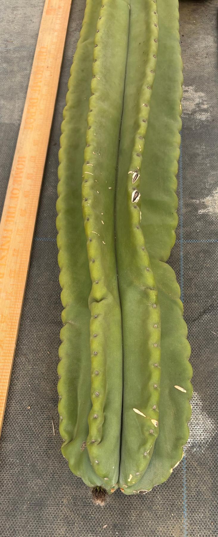 #EC363 EXACT Helon X MSS Cactus cutting 31”-Cactus - Large - Exact-The Succulent Source