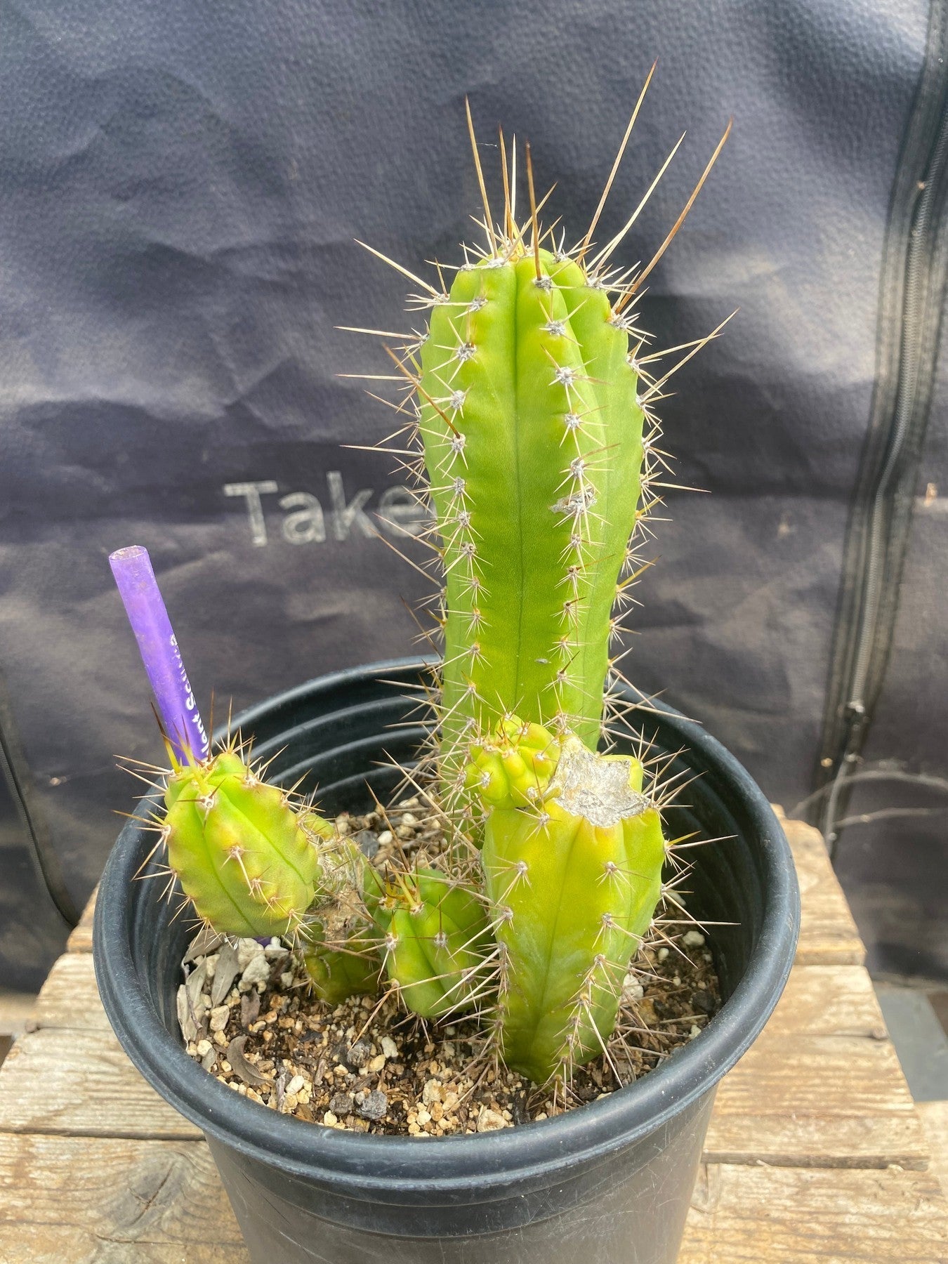 #EC364 EXACT (species) Ornamental Cactus 7.5”-Cactus - Large - Exact-The Succulent Source