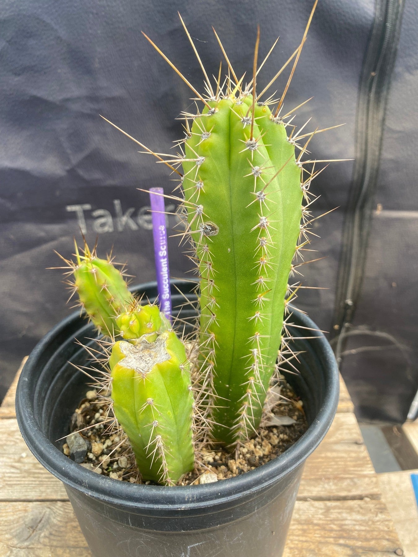 #EC364 EXACT (species) Ornamental Cactus 7.5”-Cactus - Large - Exact-The Succulent Source