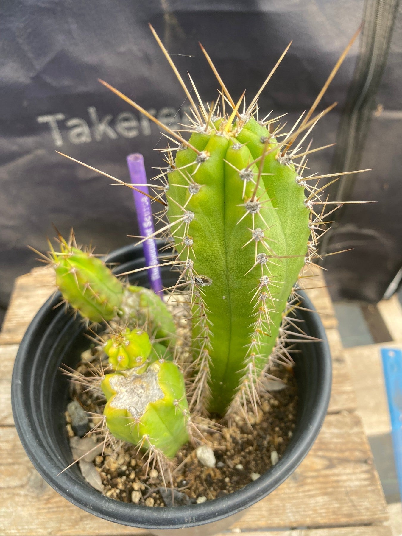 #EC364 EXACT (species) Ornamental Cactus 7.5”-Cactus - Large - Exact-The Succulent Source