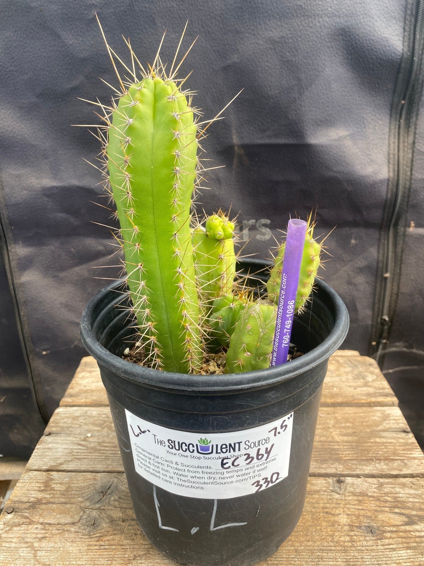 #EC364 EXACT (species) Ornamental Cactus 7.5”-Cactus - Large - Exact-The Succulent Source