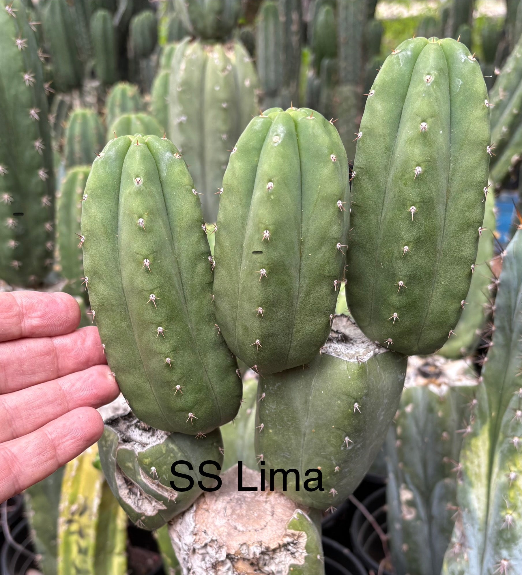 #EC365 EXACT Trichocereus Pachanoi SS Lima Cactus Cutting 5-6”-Cactus - Large - Exact-The Succulent Source