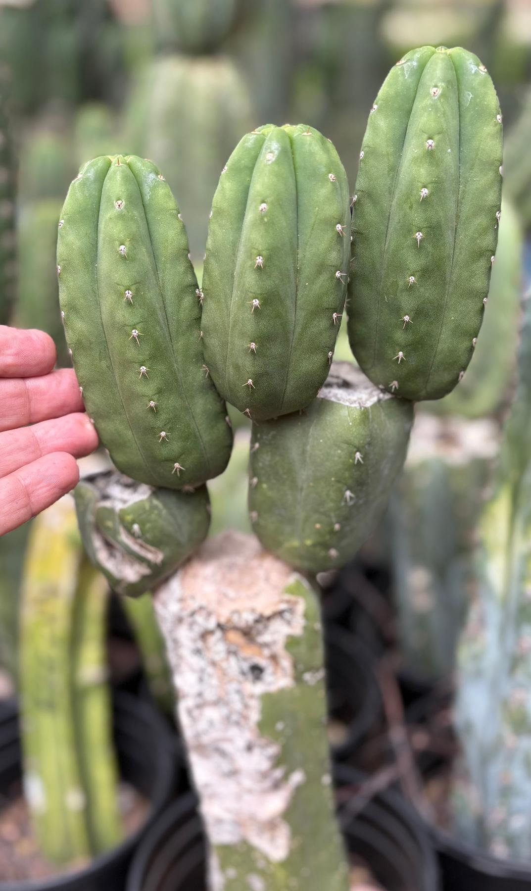 #EC365 EXACT Trichocereus Pachanoi SS Lima Cactus Cutting 5-6”-Cactus - Large - Exact-The Succulent Source