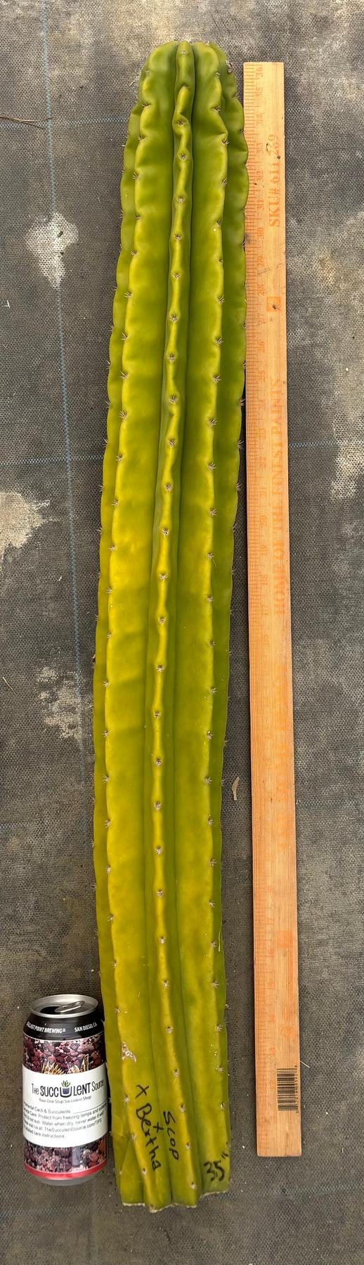 #EC366 EXACT Scop X Bertha 35”-Cactus - Large - Exact-The Succulent Source