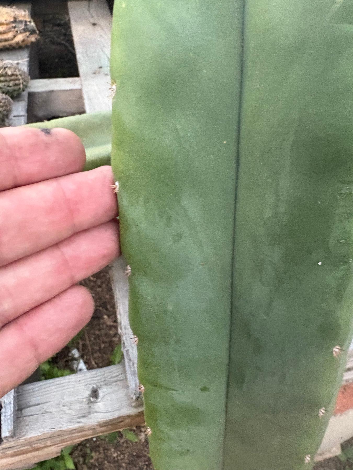 #EC366 EXACT Trichocereus Scopulicola hybrid? Cactus Cutting 43” approx-Cactus - Large - Exact-The Succulent Source