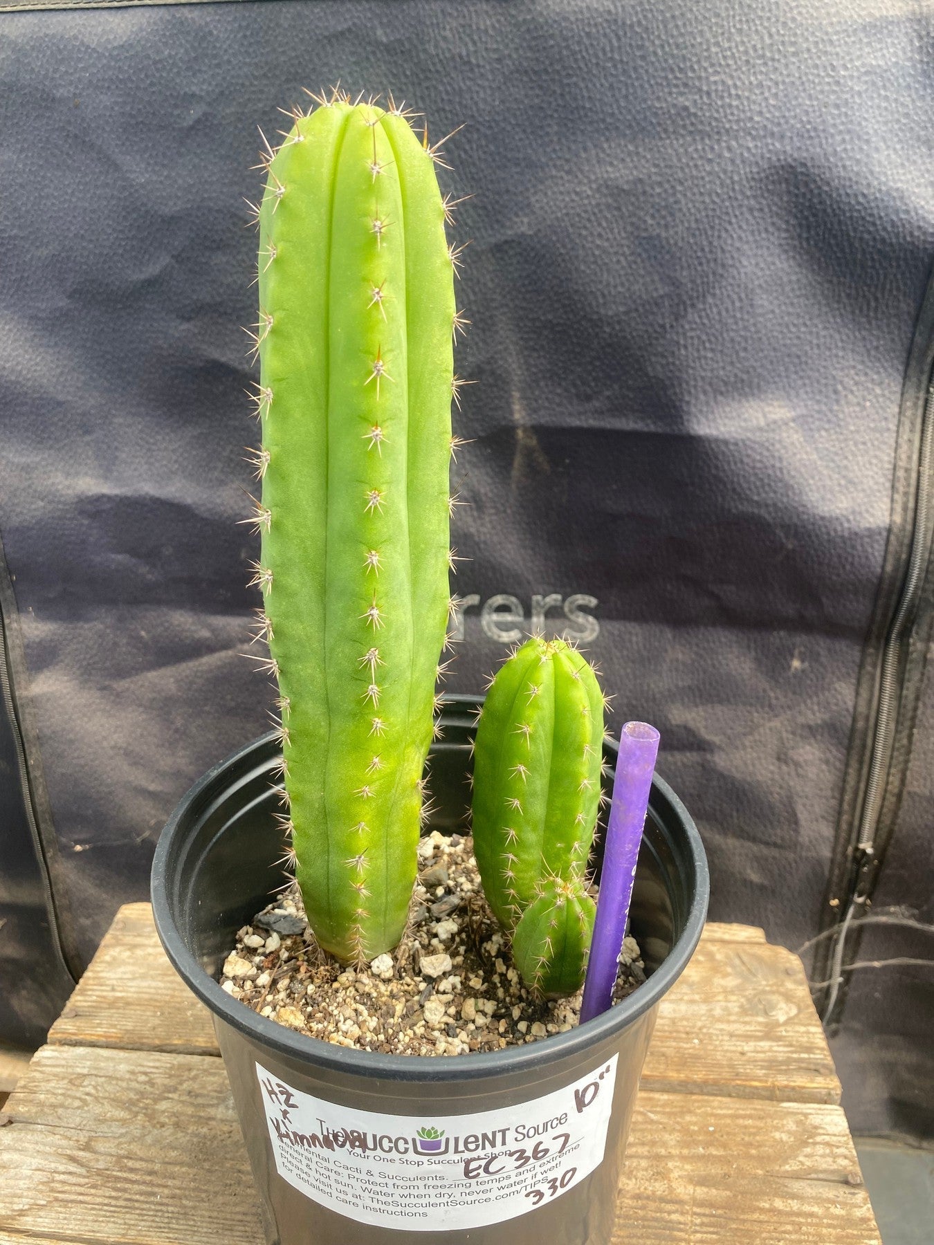 #EC367 EXACT (species) Ornamental Cactus (10)-Cactus - Large - Exact-The Succulent Source