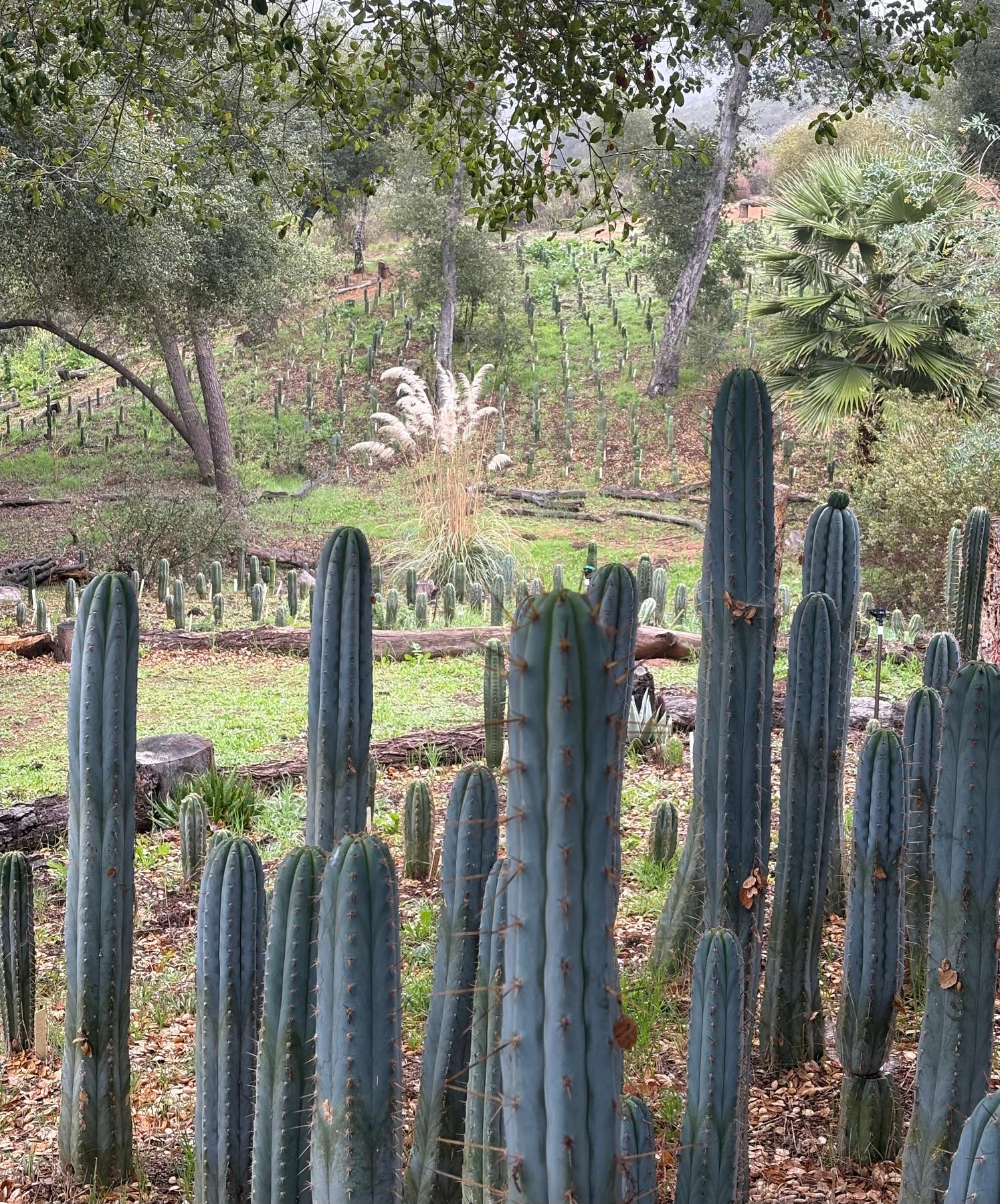 #EC367 EXACT Trichocereus Pick a 15” Cactus Cutting Video Tour-Cactus - Large - Exact-The Succulent Source