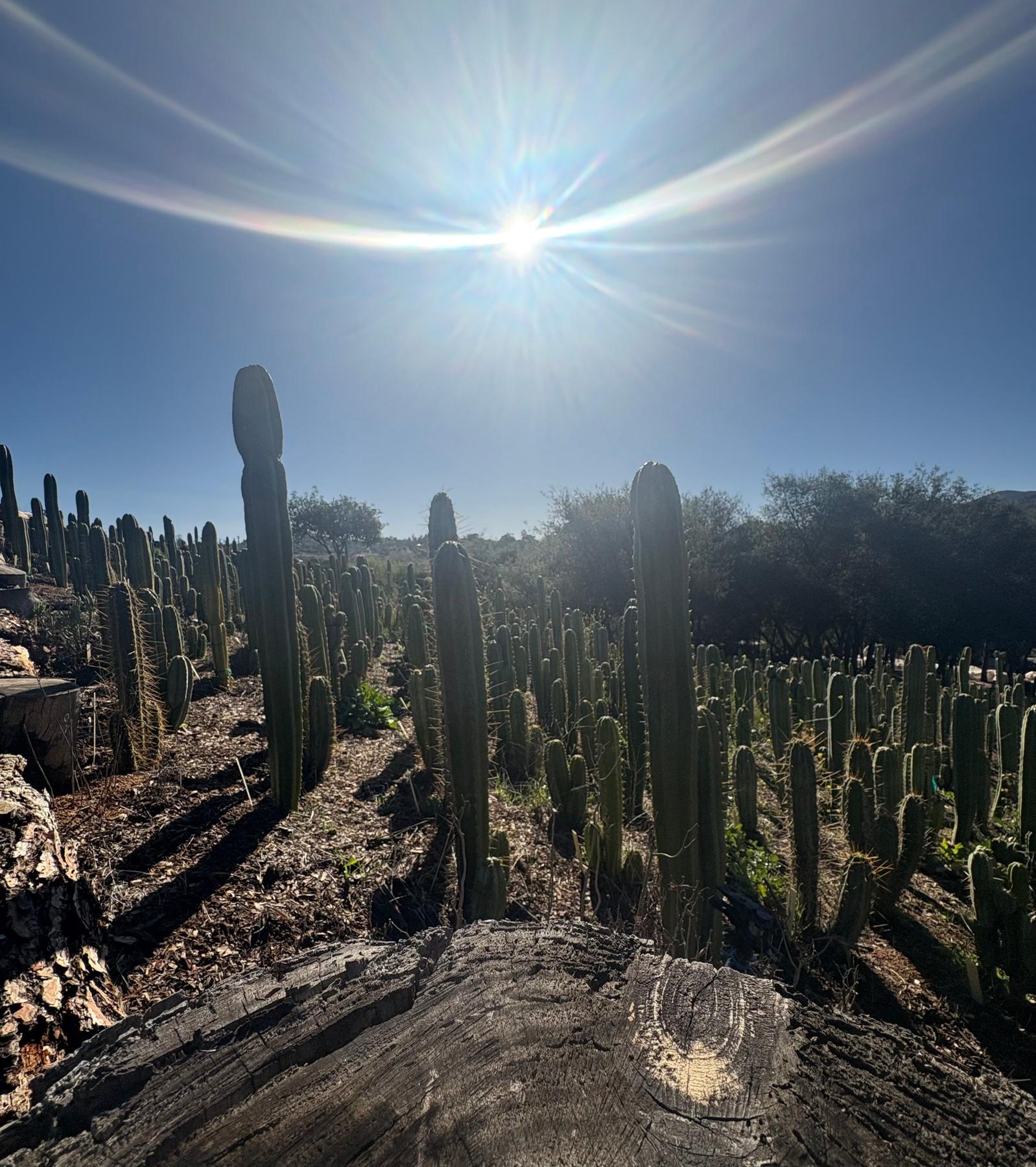 #EC367 EXACT Trichocereus Pick a 15” Cactus Cutting Video Tour-Cactus - Large - Exact-The Succulent Source