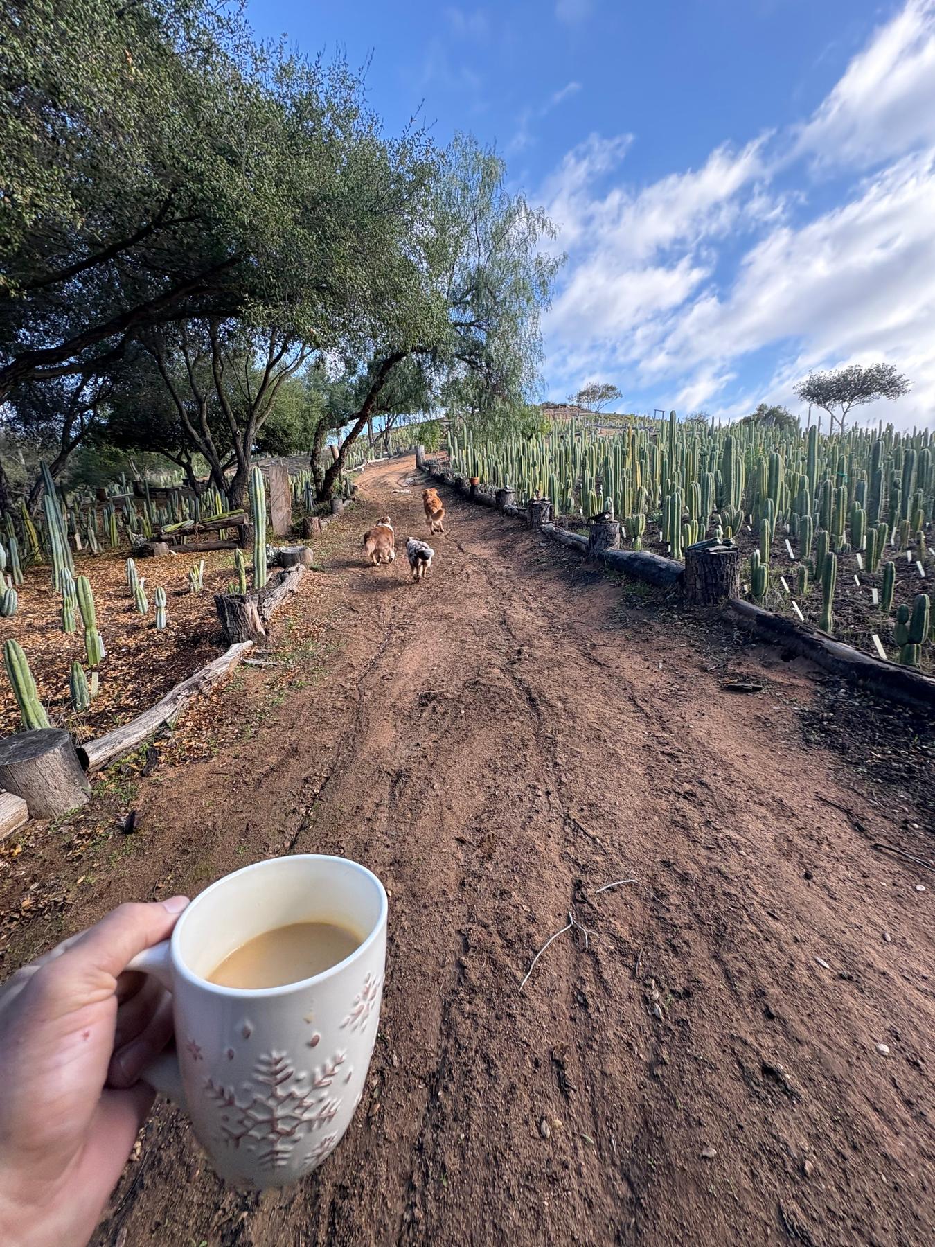 #EC367 EXACT Trichocereus Pick a 15” Cactus Cutting Video Tour-Cactus - Large - Exact-The Succulent Source