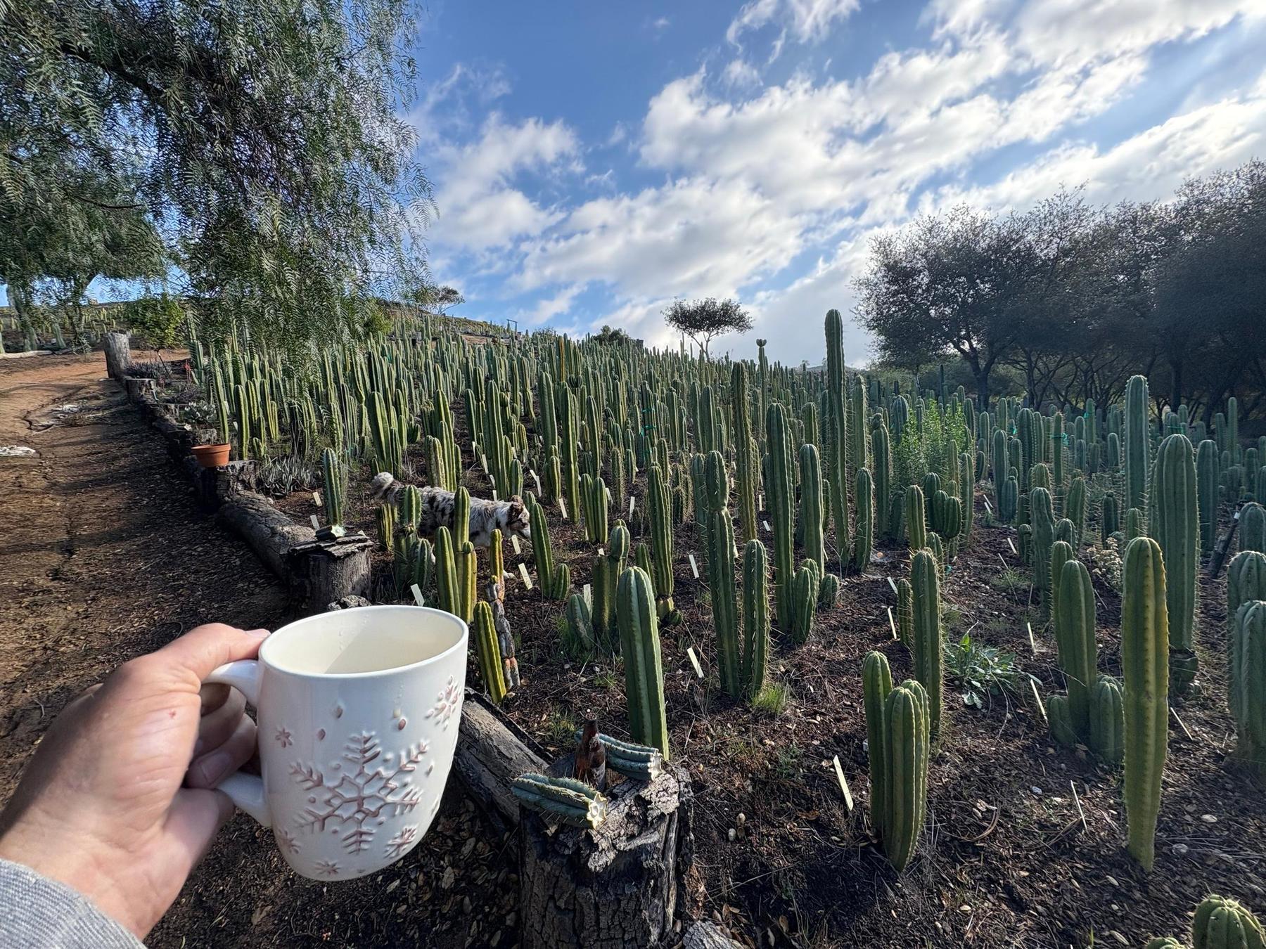 #EC367 EXACT Trichocereus Pick a 15” Cactus Cutting Video Tour-Cactus - Large - Exact-The Succulent Source