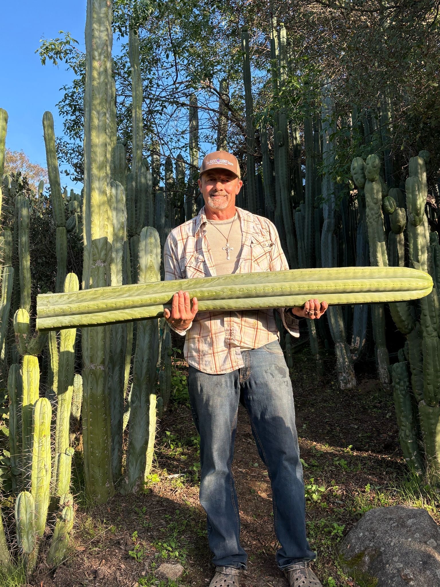#EC367 EXACT Trichocereus Pick a 15” Cactus Cutting Video Tour-Cactus - Large - Exact-The Succulent Source